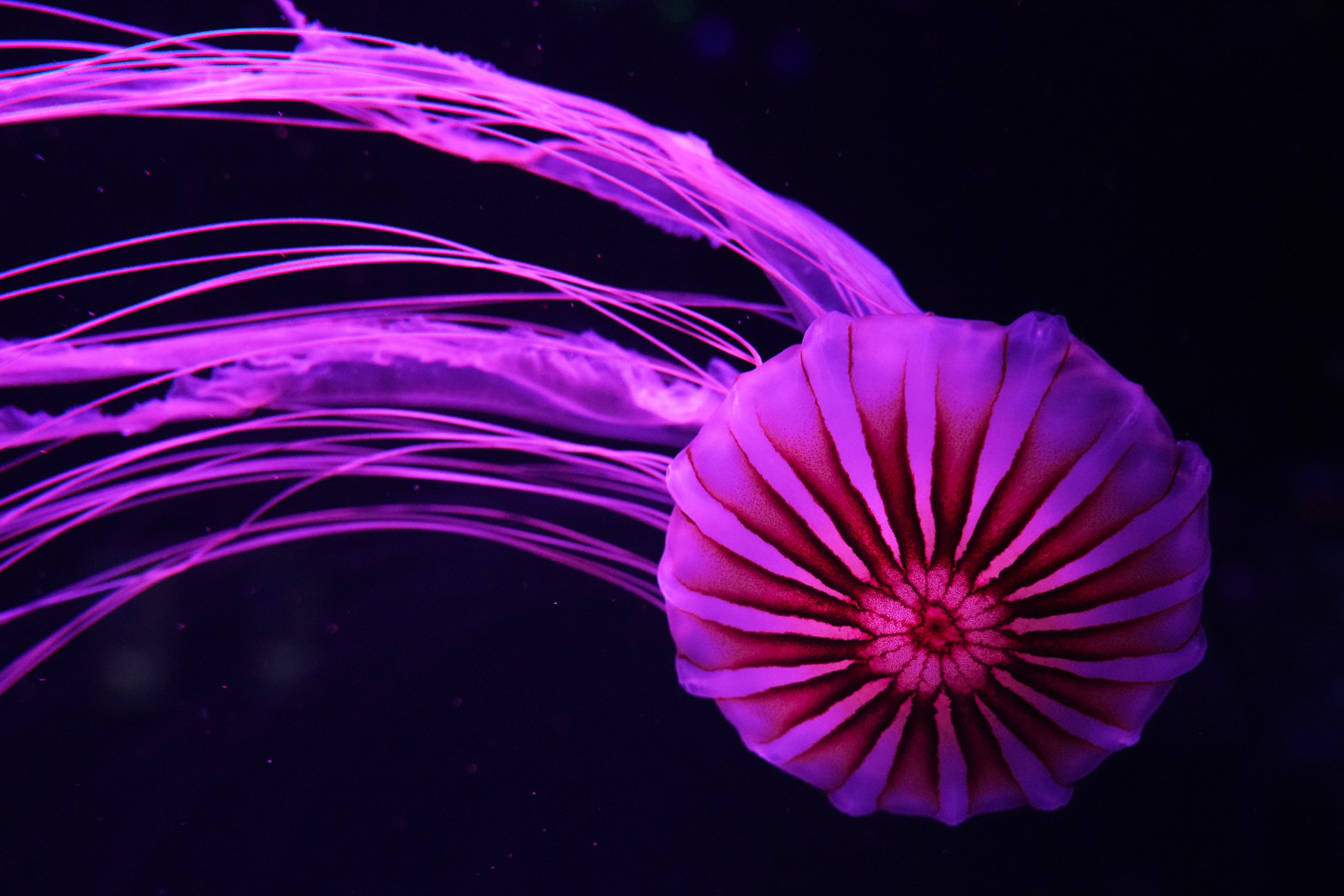 Jellyfish have inhabited the oceans for more than 500 million years
