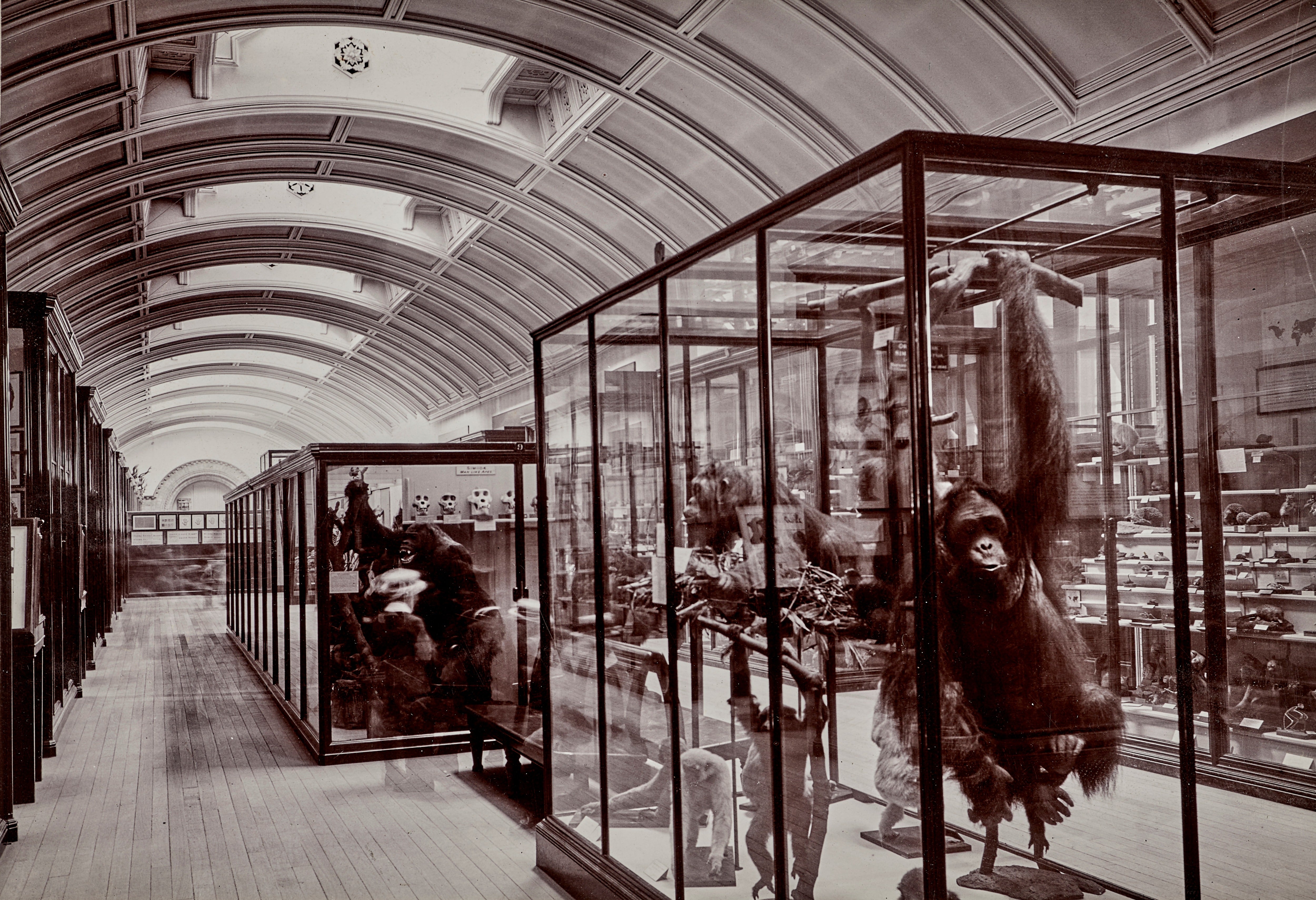 Hidden gallery at National History Museum to reopen for first time since Second World War