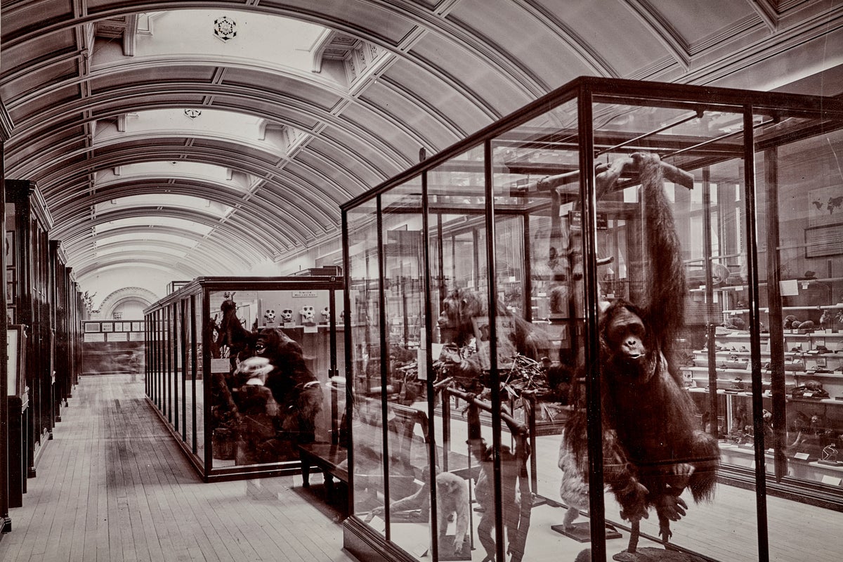 Hidden gallery at National History Museum to reopen for first time since Second World War