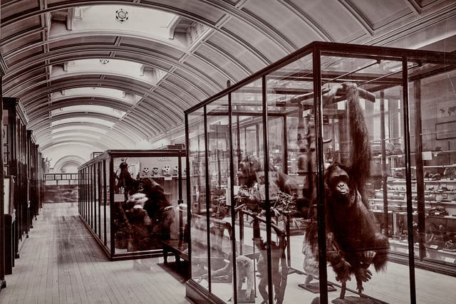 Hidden gallery to reopen at National History Museum