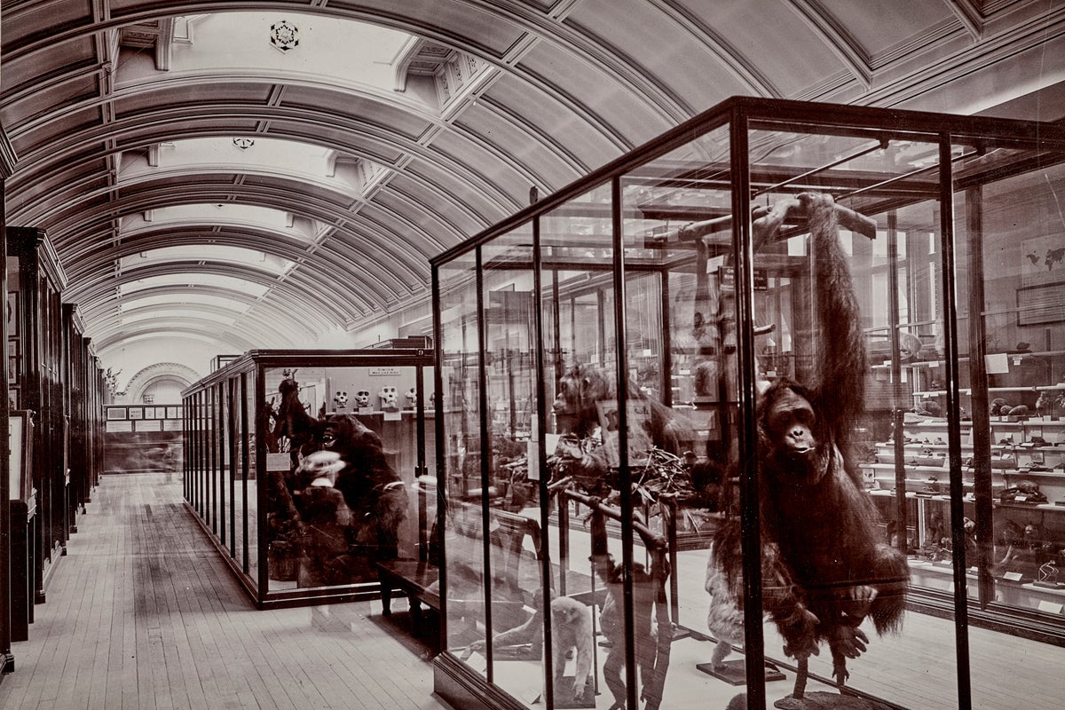 Hidden gallery at National History Museum to reopen for first time since Second World War Hidden gallery at National History Museum to reopen for first time since Second World War