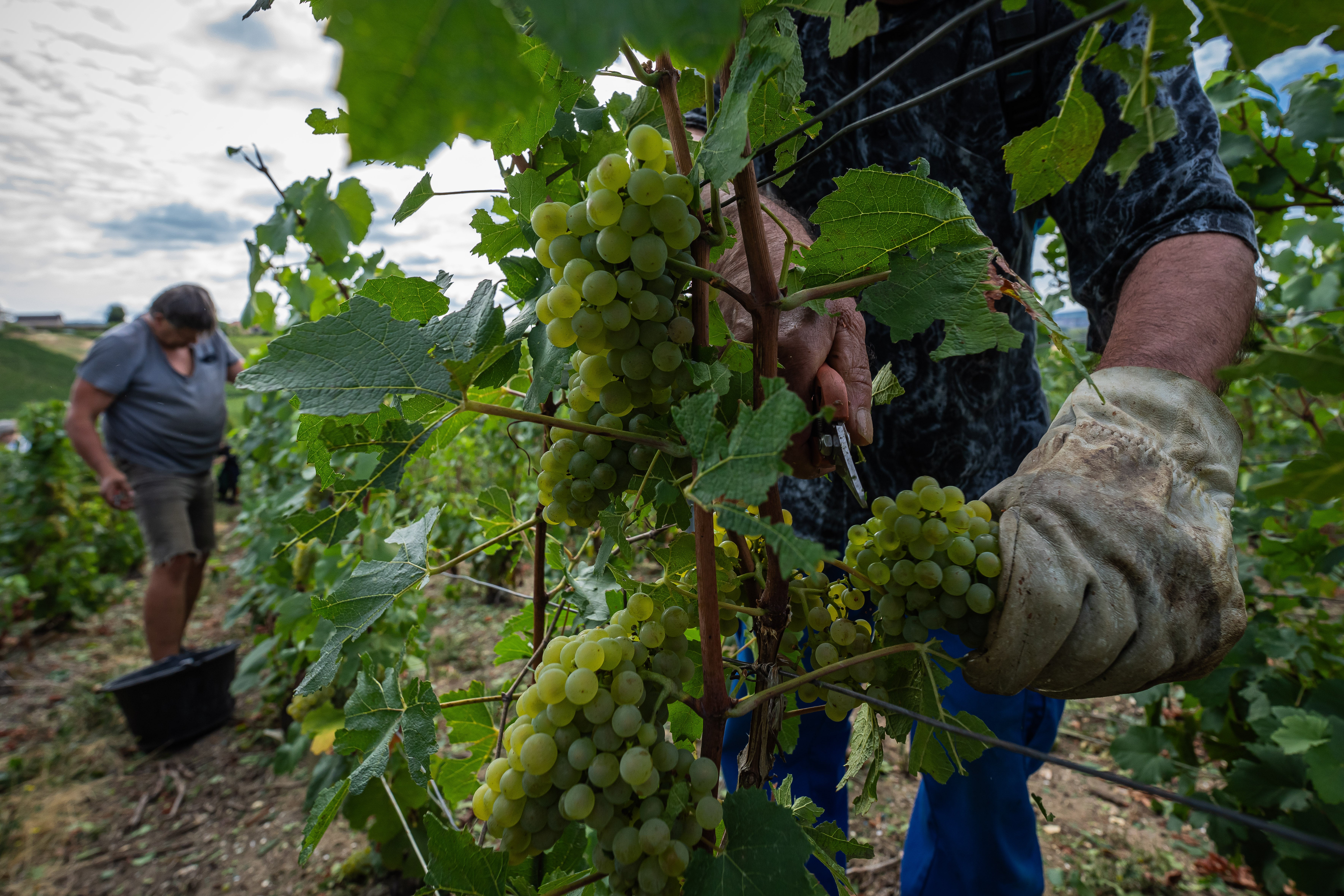 A grape-picker harvests Chardonnay grapes on a plot of the Gobillard vineyard in Hautvillers, Champagne