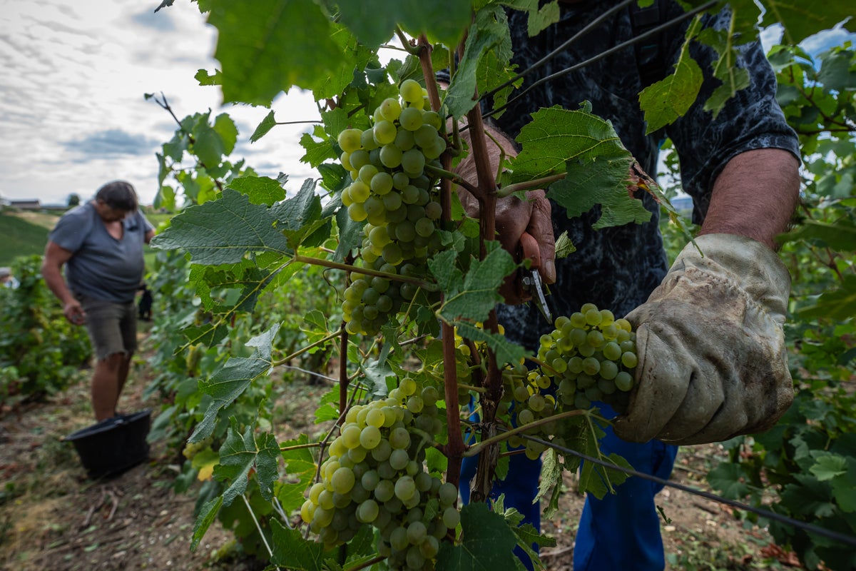 Champagne growers begin earliest harvest on record due to extreme heat