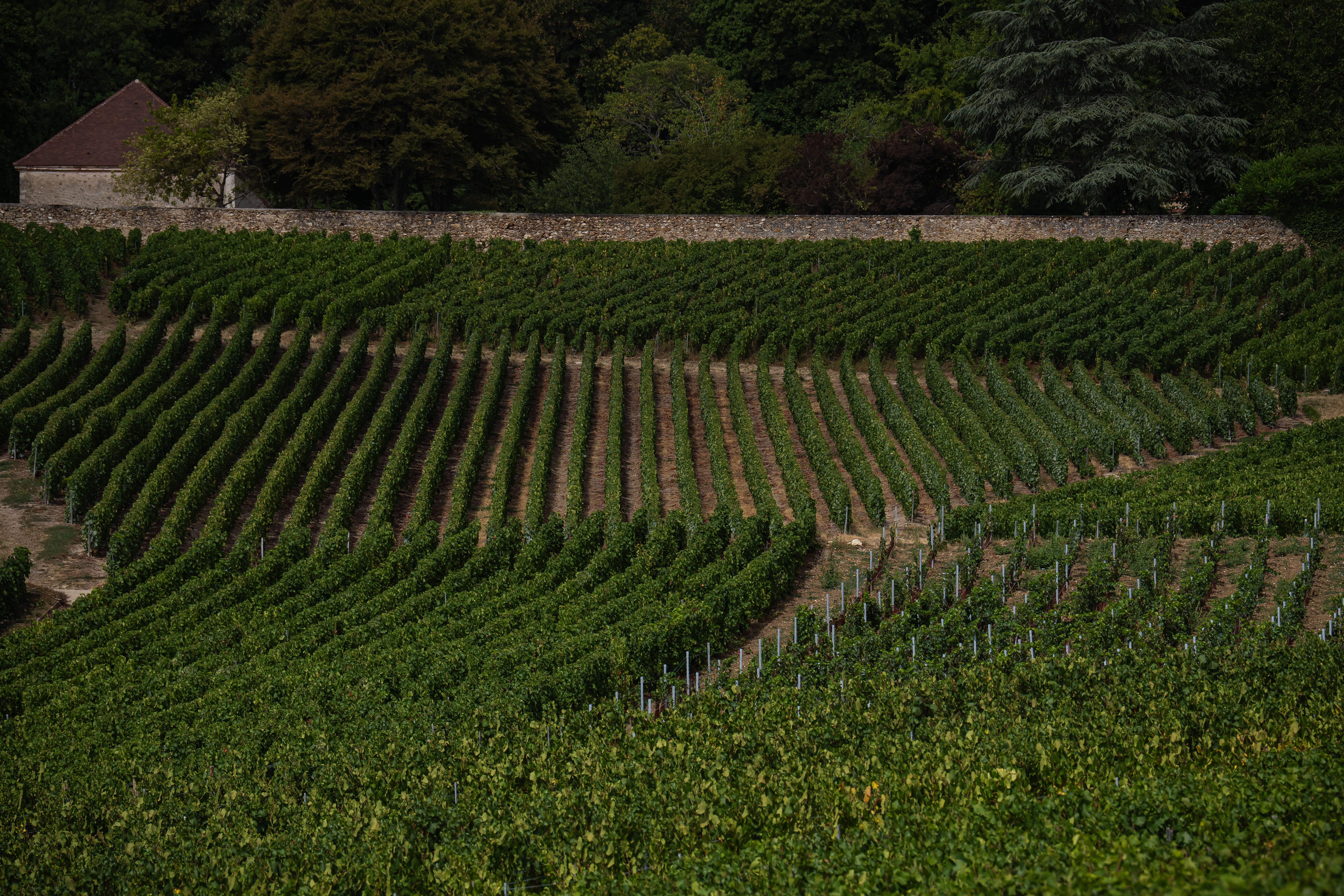 Vineyard plots with different grape varieties in Hautvillers