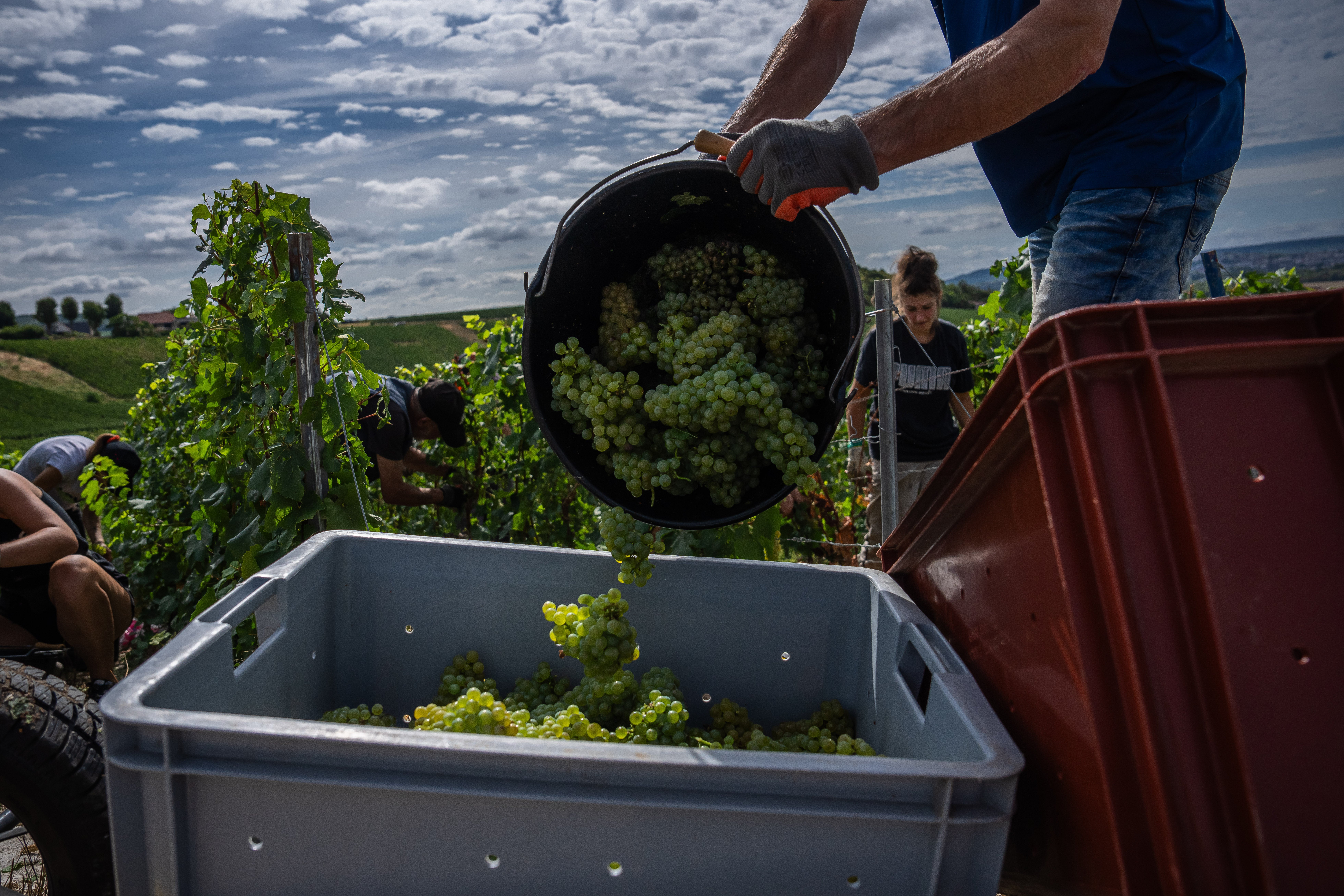 independent.co.uk - Sylvie Corbet - Champagne growers race to preserve quality in record-early harvest