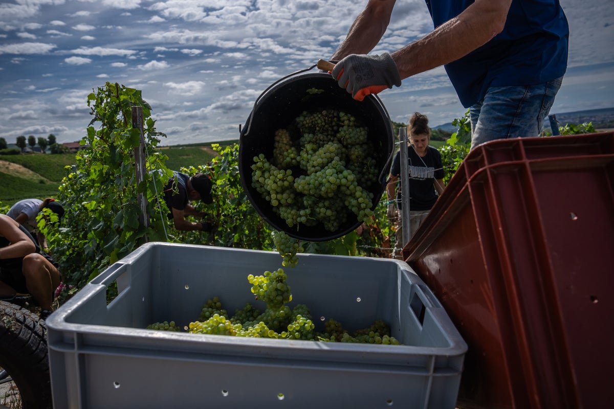 Champagne producers begin record-early grape harvest due to climate conditions
