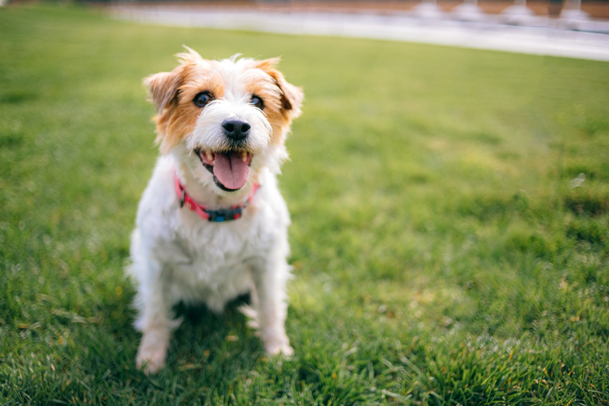 <p>Puppy owners should give their dog the best possible start, and a few simple principles can get things on track from day one</p>