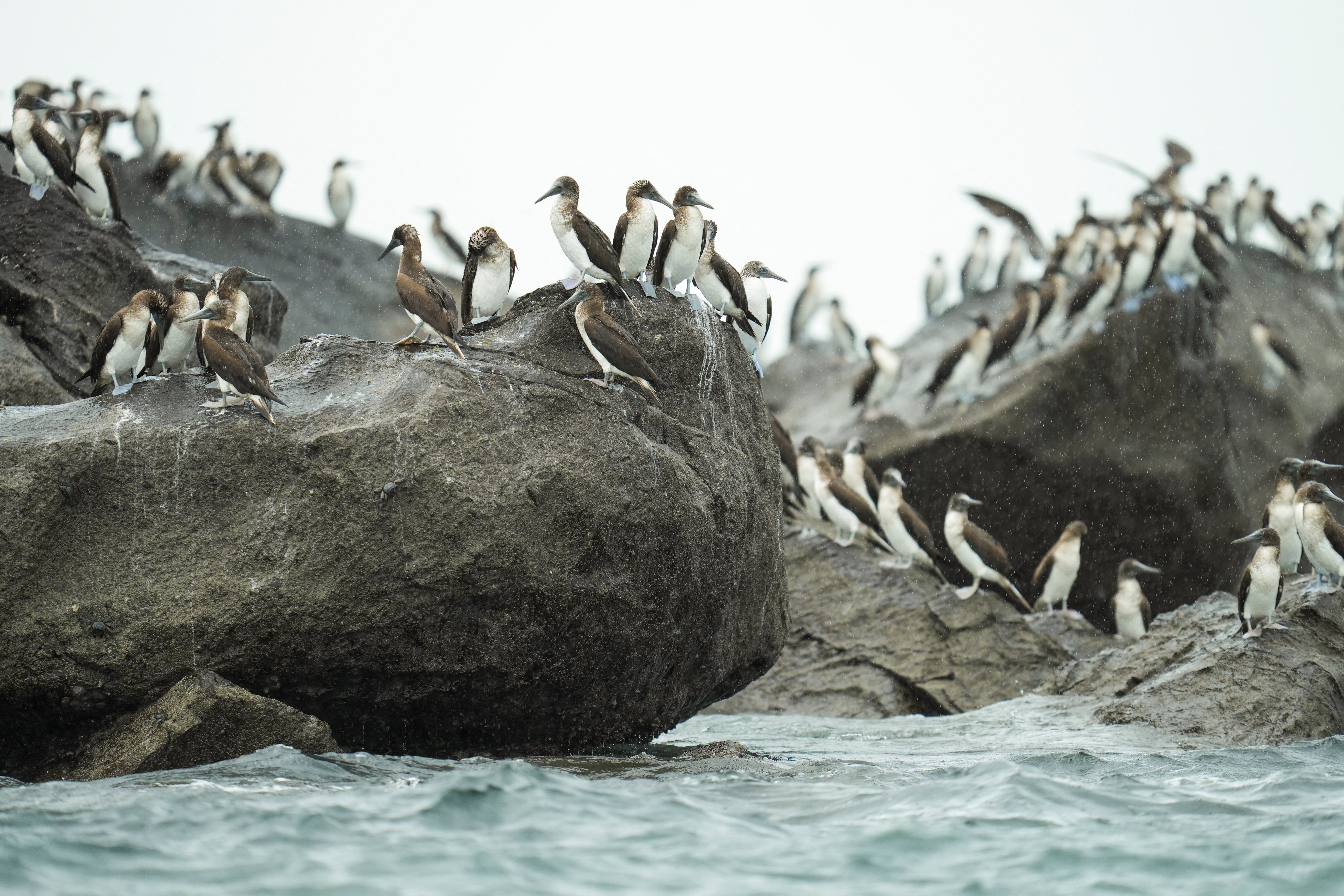 Adult and immature blue-footed boobies (Sula nebouxii) rest on rocks near the entrance to the Panama Canal as seabirds native to the cold, nutrient-rich waters off Peru and Chile appear outside their usual range while El Nino warms the eastern Pacific