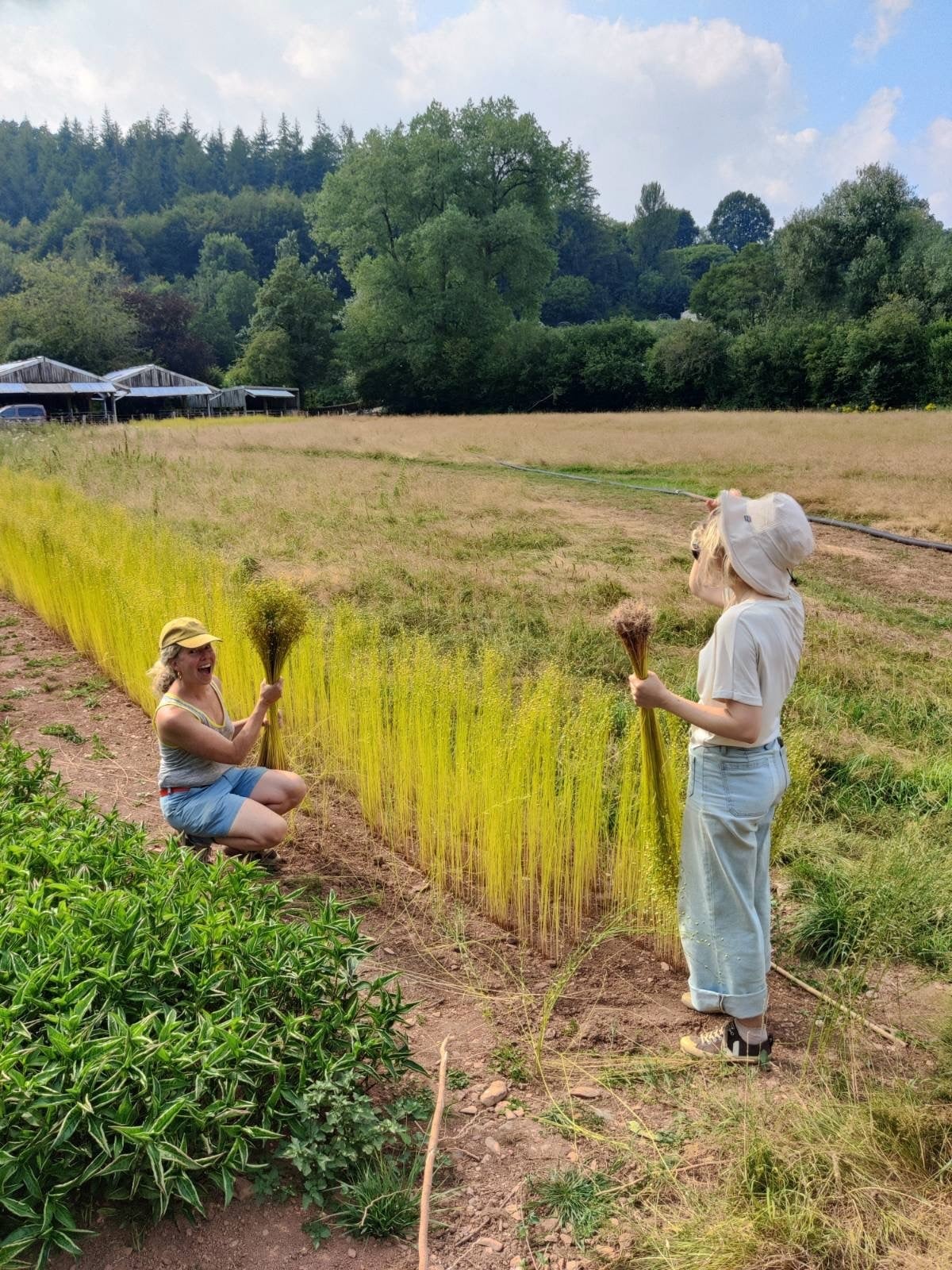 From field to fibre. Flax is harvested by hand, reconnecting the making of cloth with the land, labour and time behind what we wear.