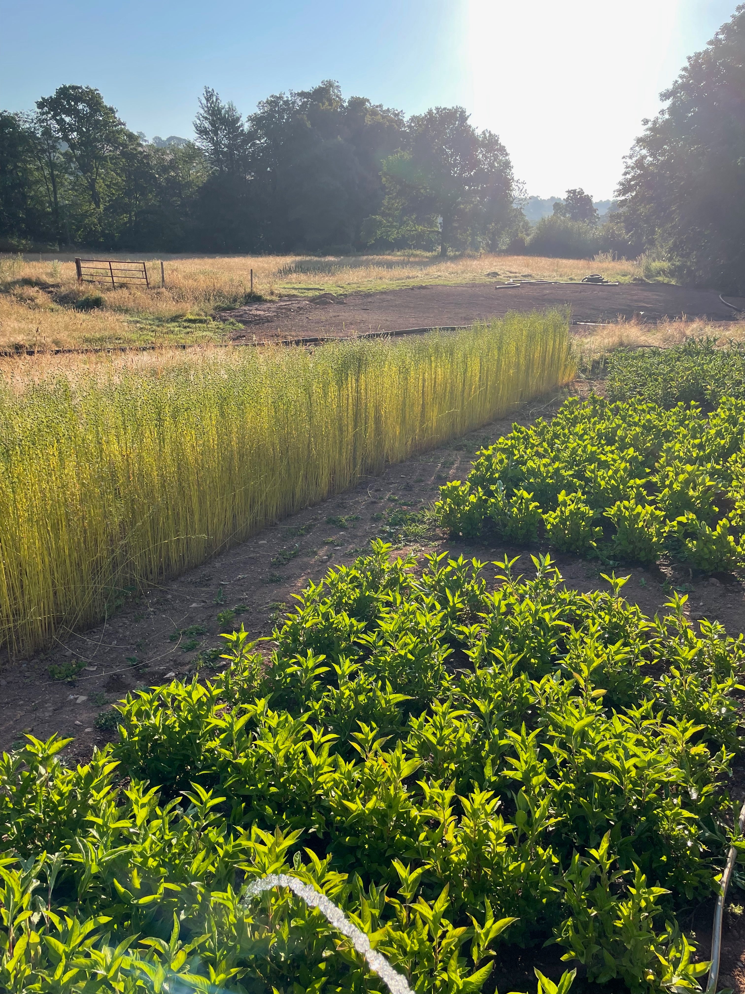 Flax grows alongside indigo and other dye plants in Devon, bringing fibre and colour back to the same landscape.