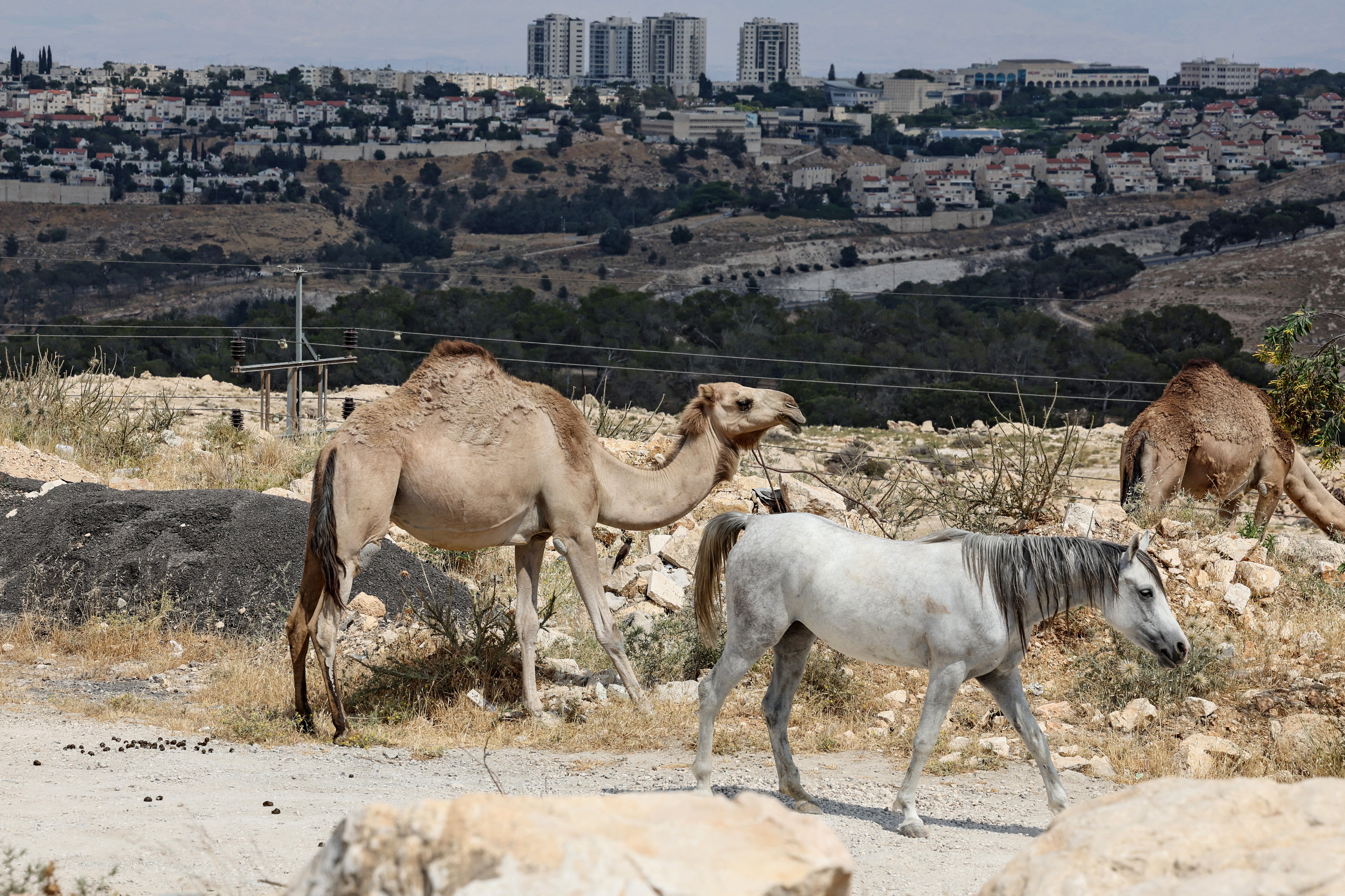 A photograph taken from a land corridor that Israel plans to use for its controversial E1 settlement project, near the Arab town of al-Tur in Israel-annexed east Jerusalem, shows a horse and camels belonging to Bedouins standing on a hill overlooking the Israeli settlement of Maale Adumim (background) on May 31, 2026