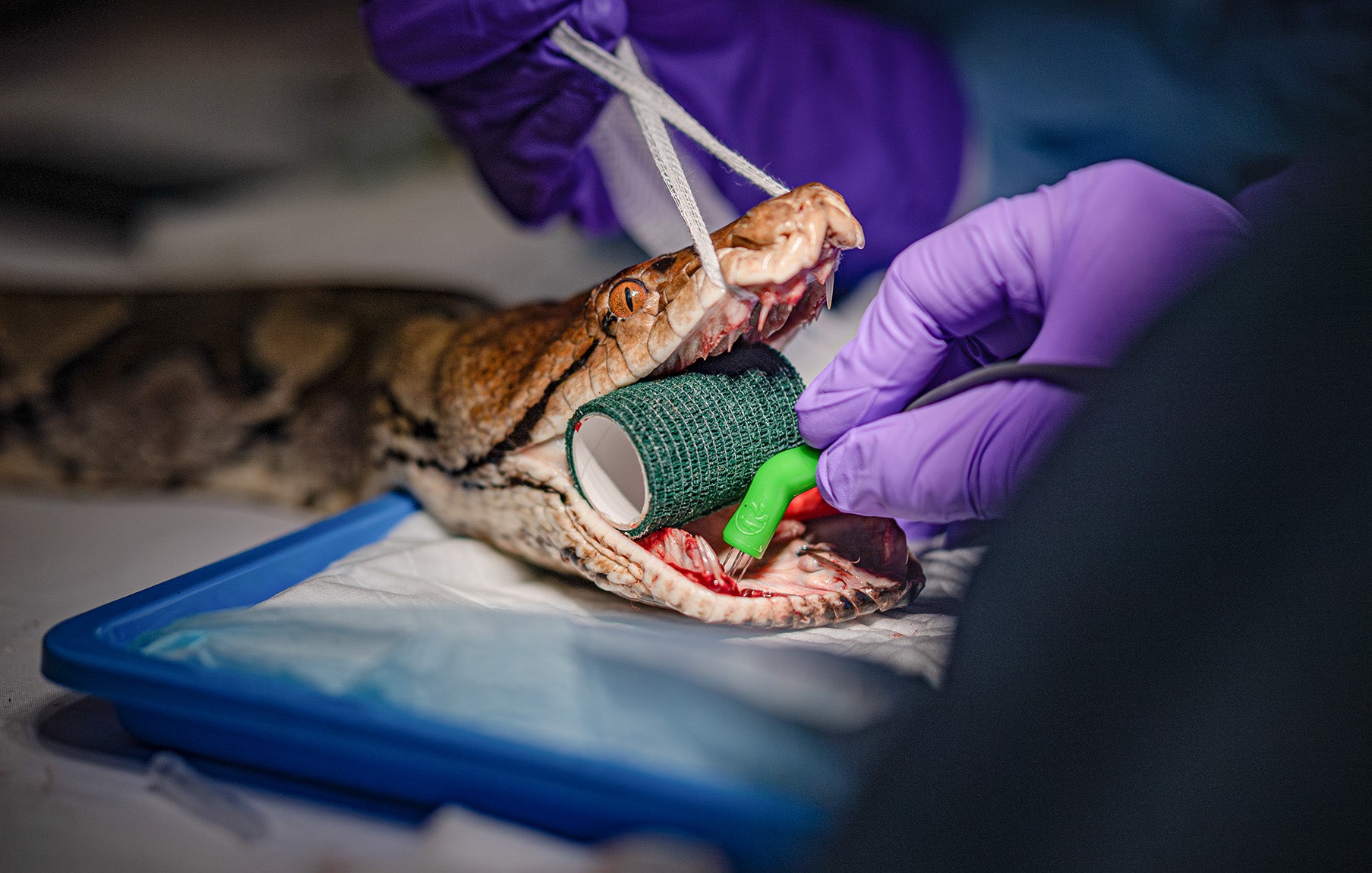 15-foot python benefits from human cancer treatment in world-first