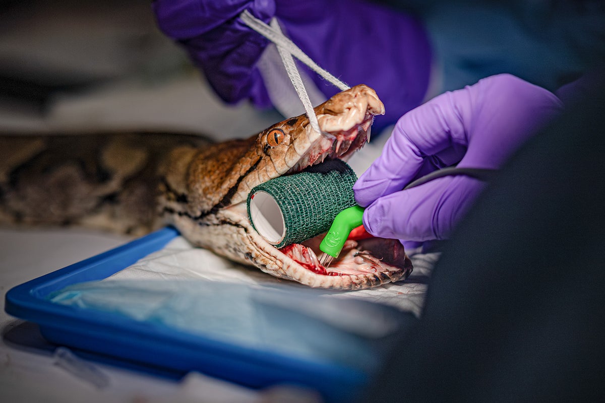 40kg python becomes first-ever snake to receive cancer treatment normally used on humans 40kg python becomes first-ever snake to receive cancer treatment normally used on humans