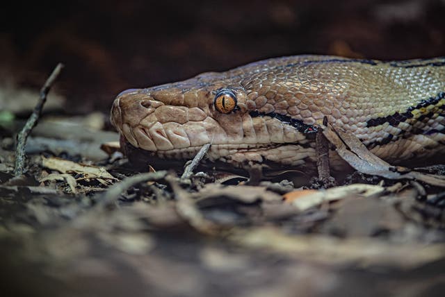 The 15-foot python is named after actress Jodie Foster