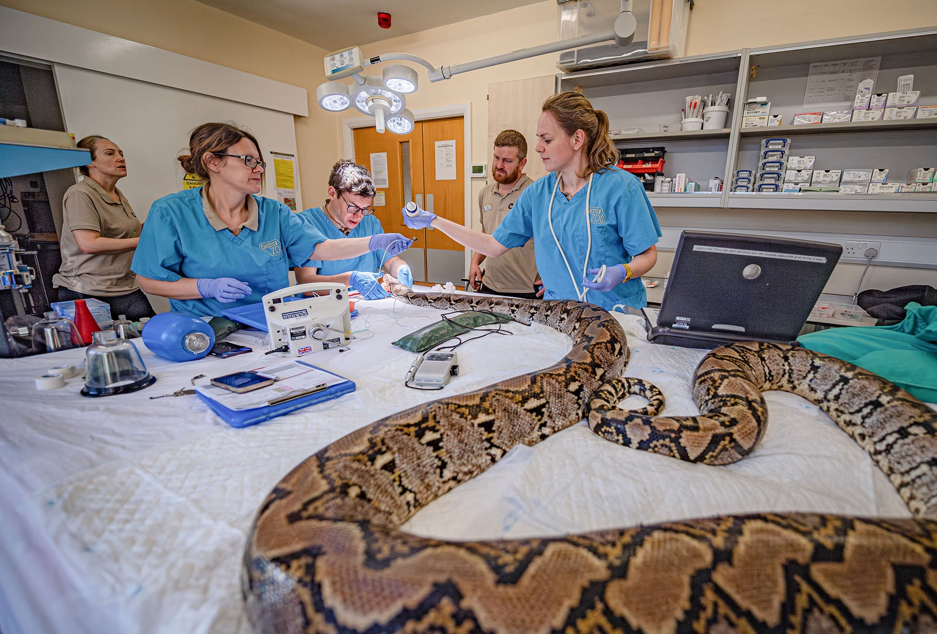 Vets at Chester Zoo say the 40kg reptile is back to her 'bright and feisty self'