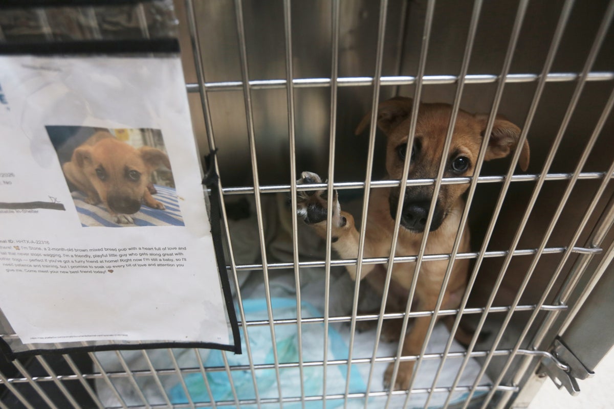 Texas dogs and cats face euthanasia as flesh-eating parasite halts adoptions Texas dogs and cats face euthanasia as flesh-eating parasite halts adoptions