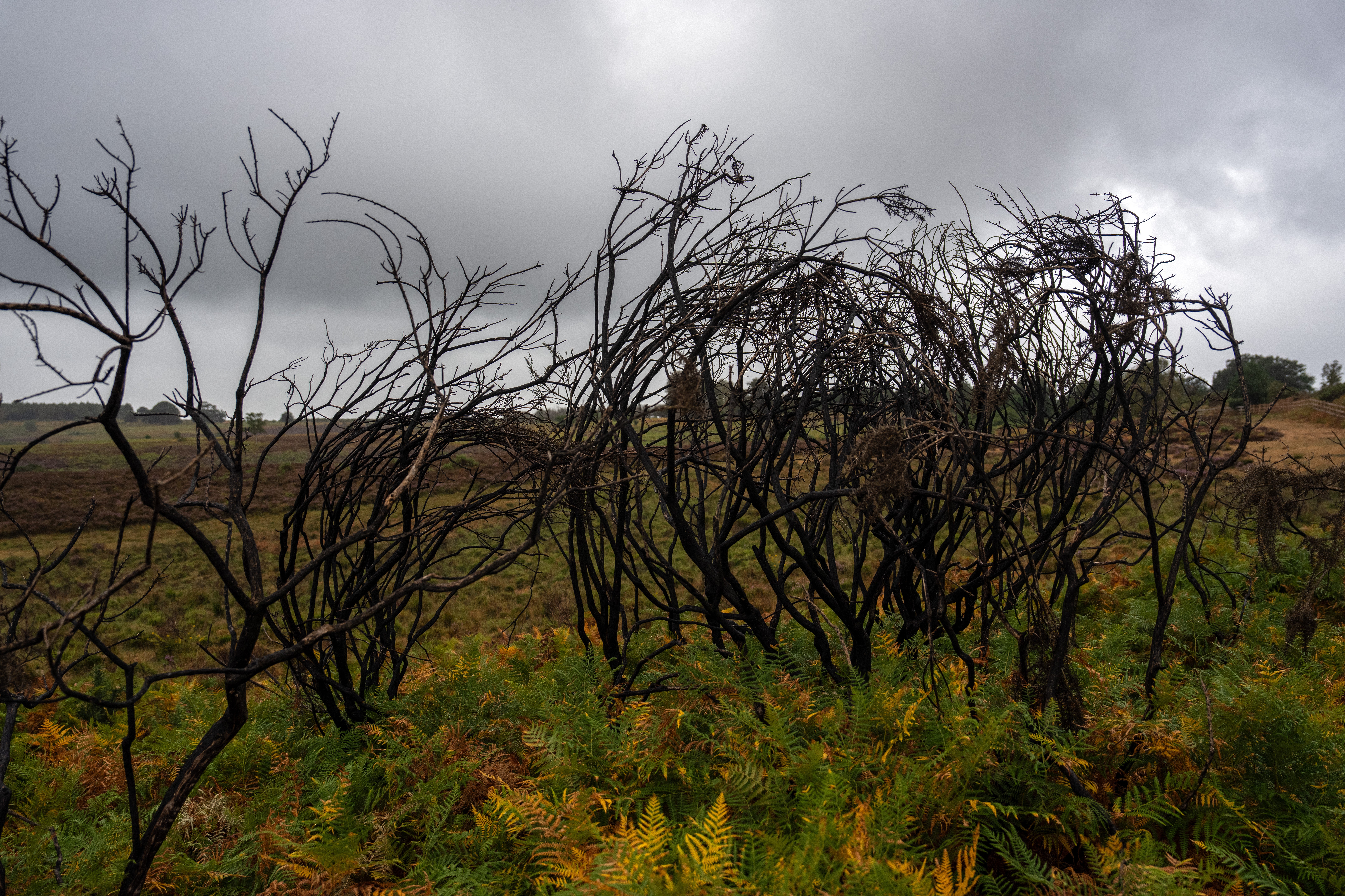 Ancient trees destroyed in devastating New Forest fire