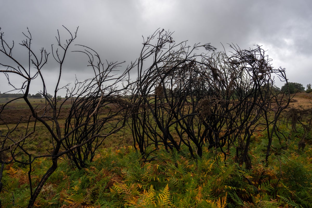 Ancient trees destroyed in devastating New Forest fire as National Highways gives A31 reopening update