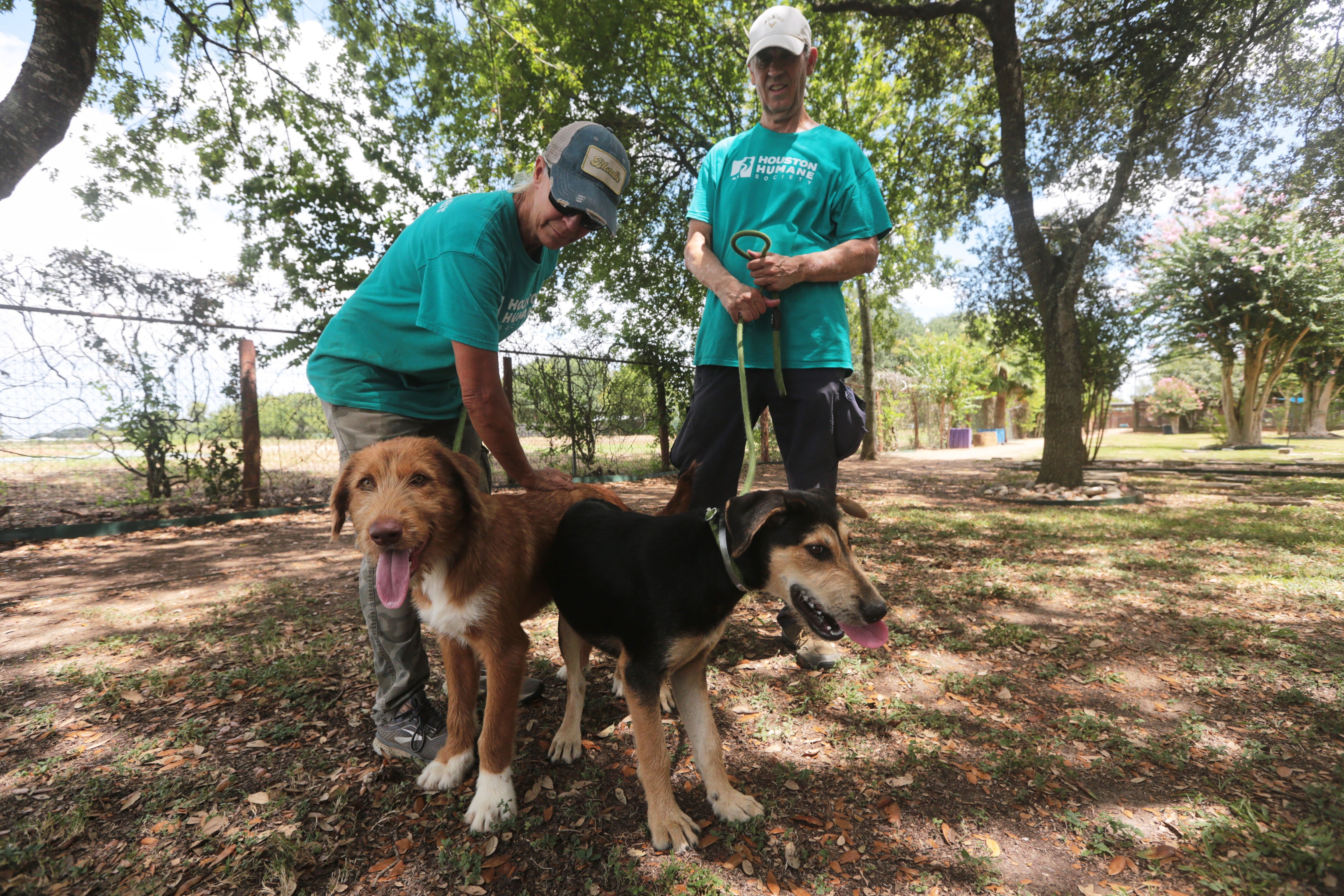 Because the screwworm can also infect household pets, most states have restricted animal transport from affected Texas areas
