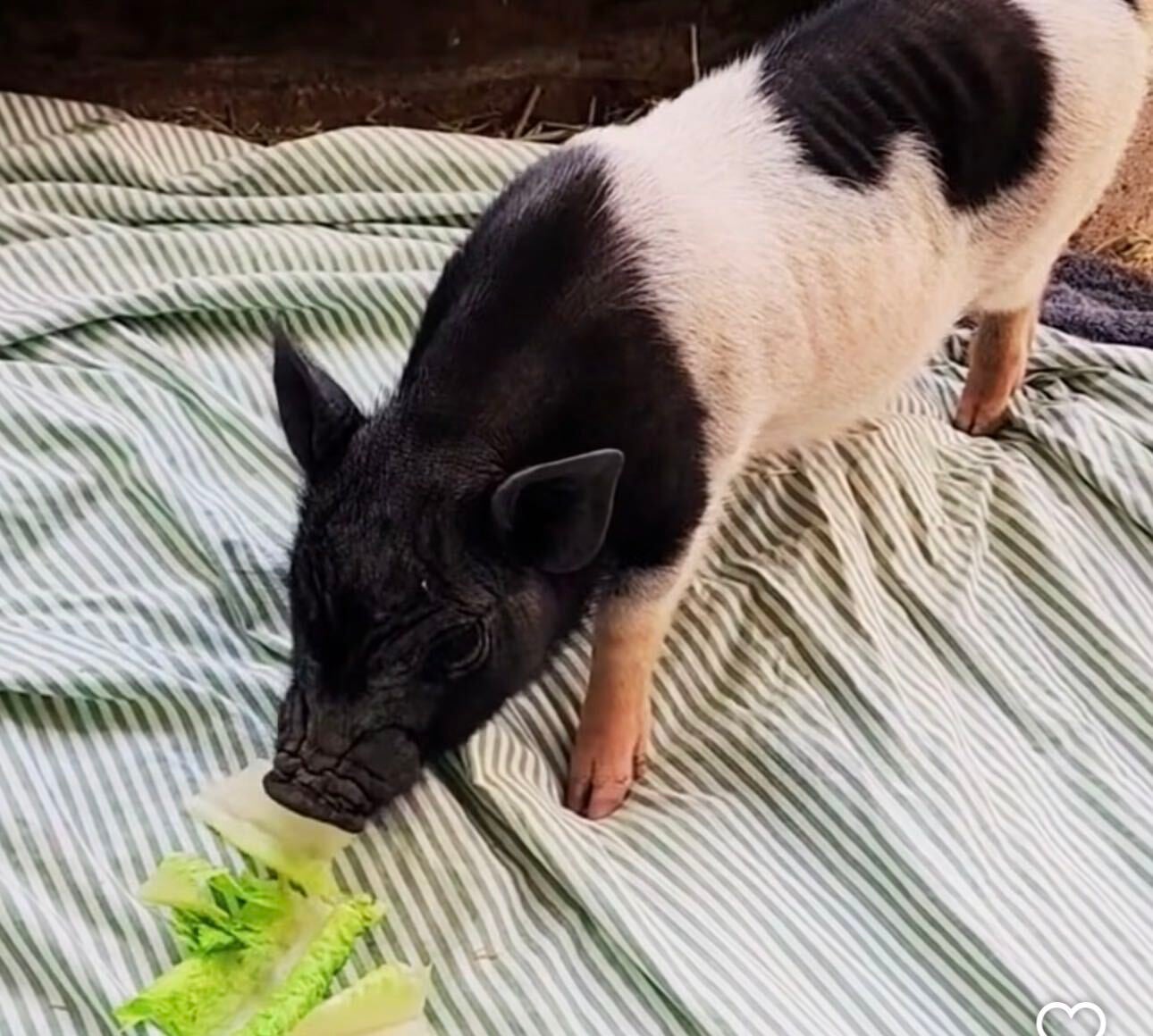 The black-and-white pig became an online celebrity after an e-bike rider spotted him running on a street parallel to Fairfax Boulevard and posted a video of the encounter