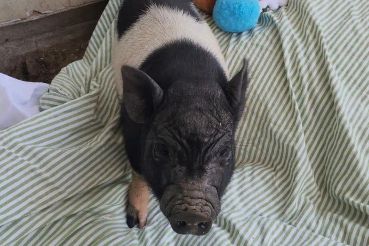 Viral runaway pig in Los Angeles finds home with Grammy-winning songwriter