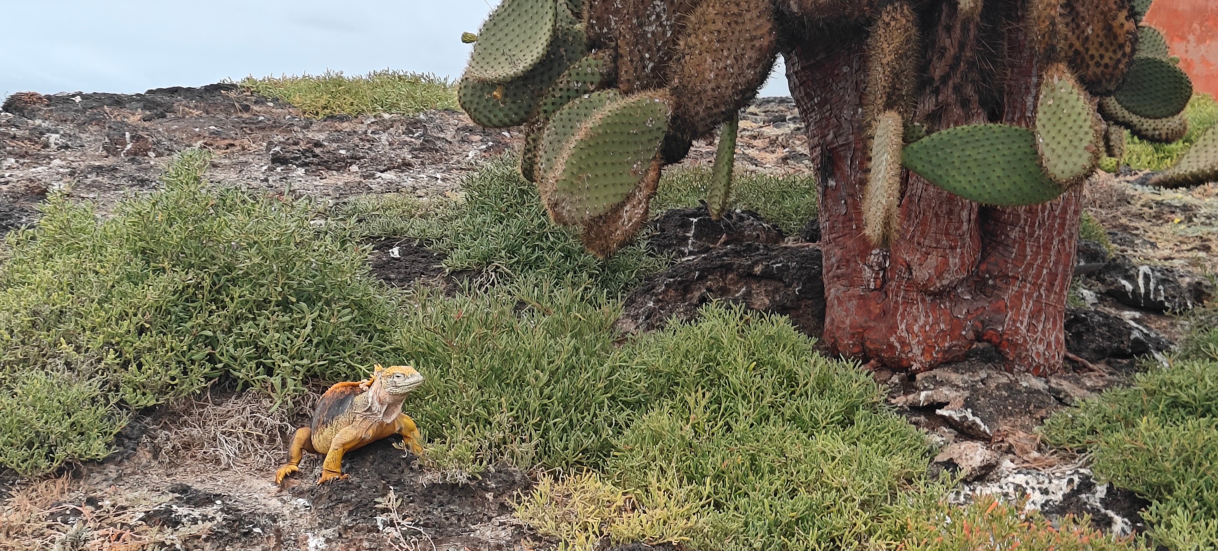 A Galapagos land iguana poses by cactus
