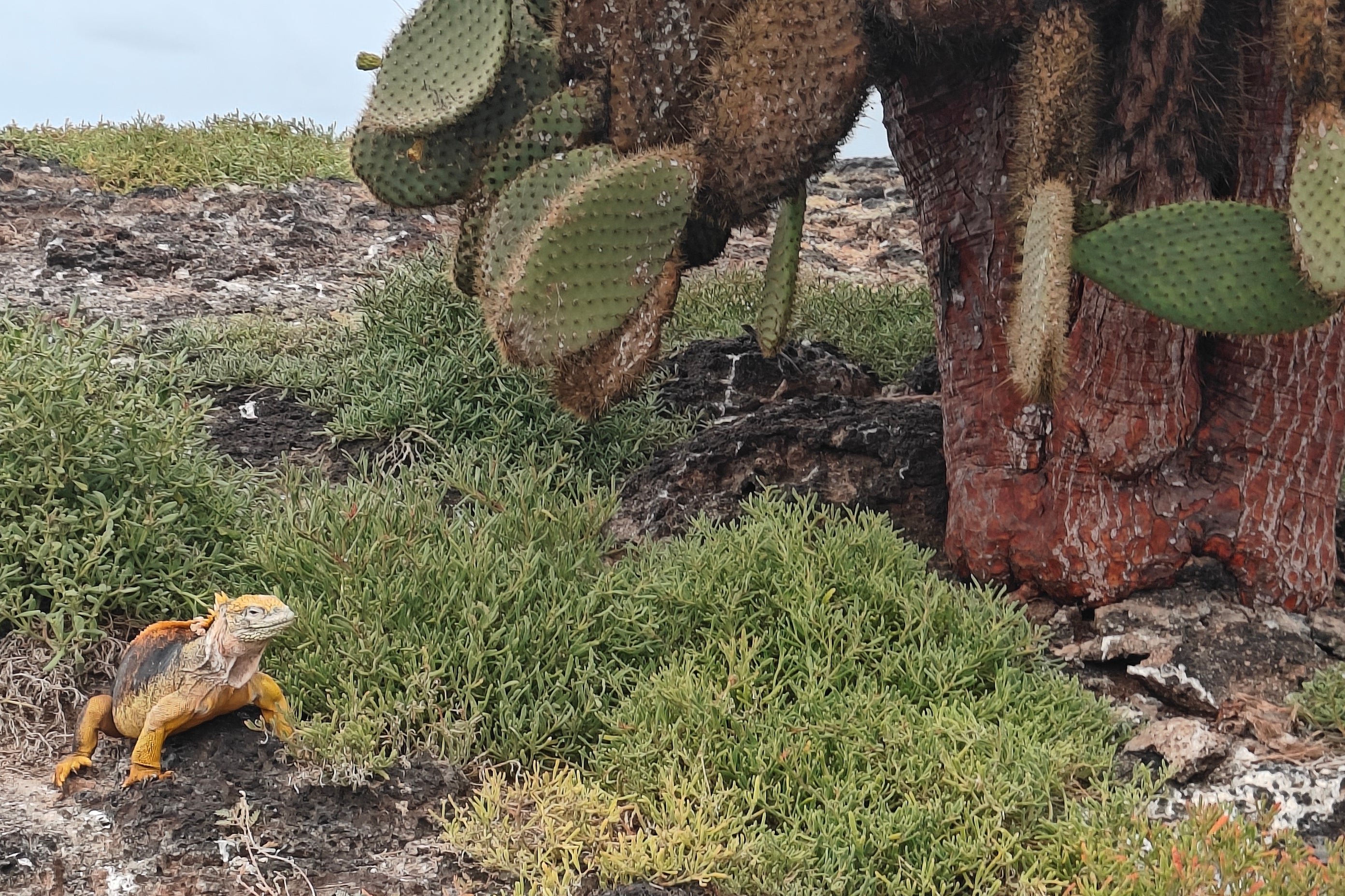 A Galapagos land iguana poses by cactus (Marc Shoffman)