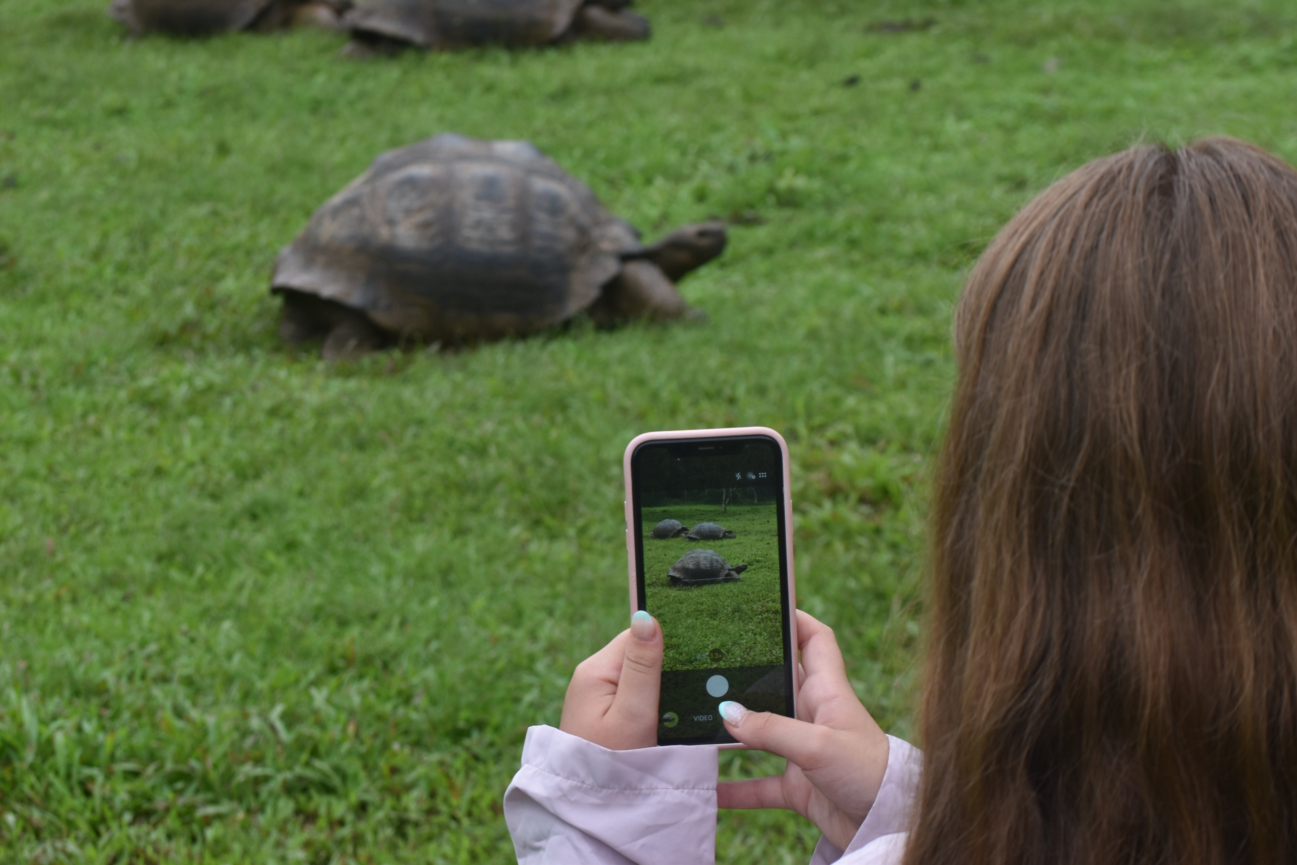 The famous giant Galapagos tortoise are even bigger in real life