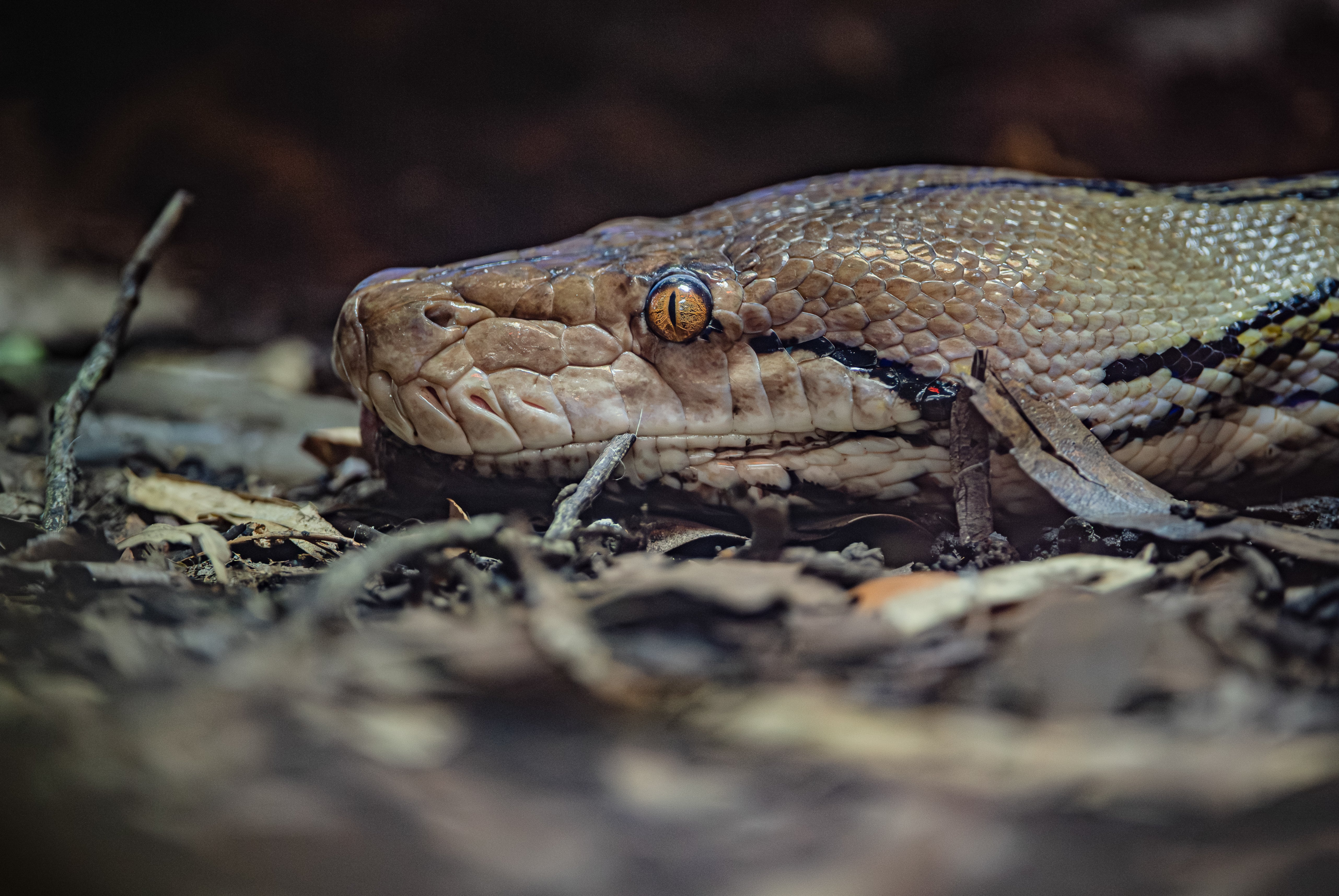 The 23-year-old reticulated python has returned to her ‘bright and feisty self’ after receiving electrochemotherapy