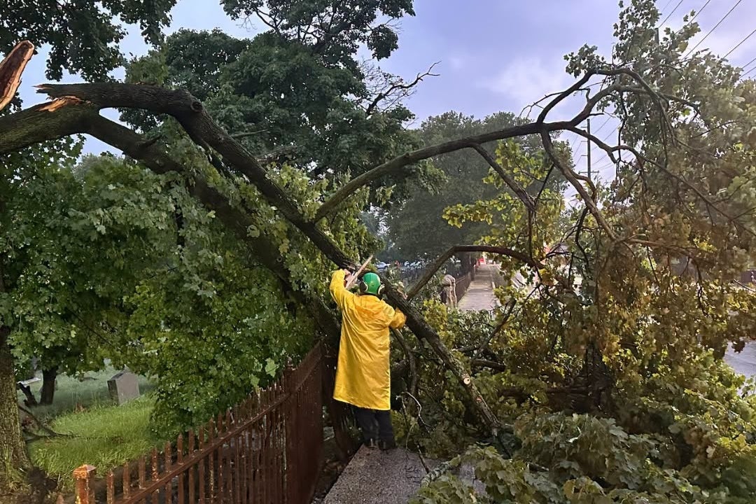 In this photo provided by the City of Jersey City, a city official inspects a damaged tree