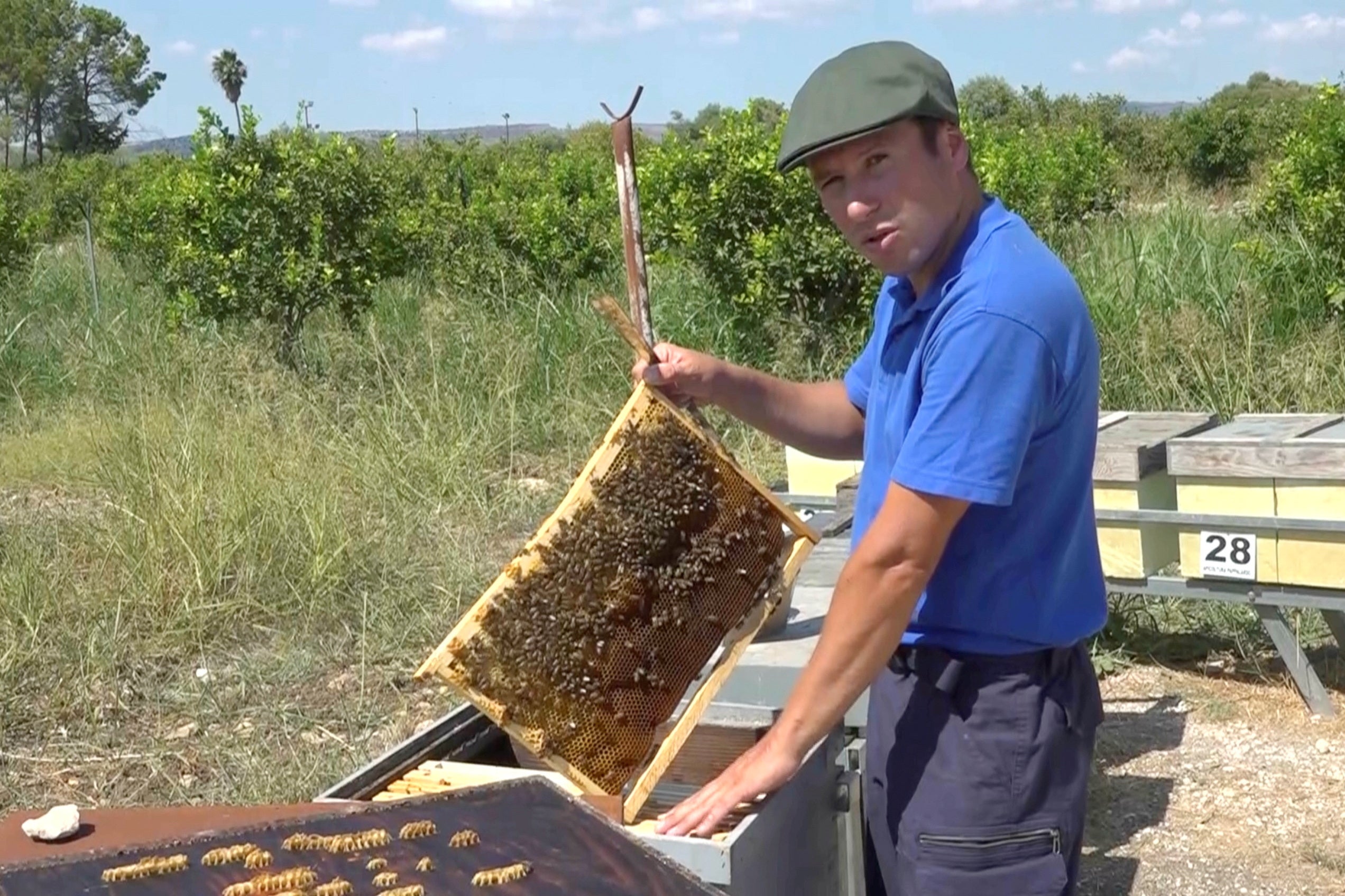 Beekeeper Francesco Pappalardo holds a beehive in the Sicilian town of Floridia where five years ago a temperature of 48.8 degrees Celsius, the highest temperature officially registered in continental Europe, was recorded, Italy, August 19, 2026