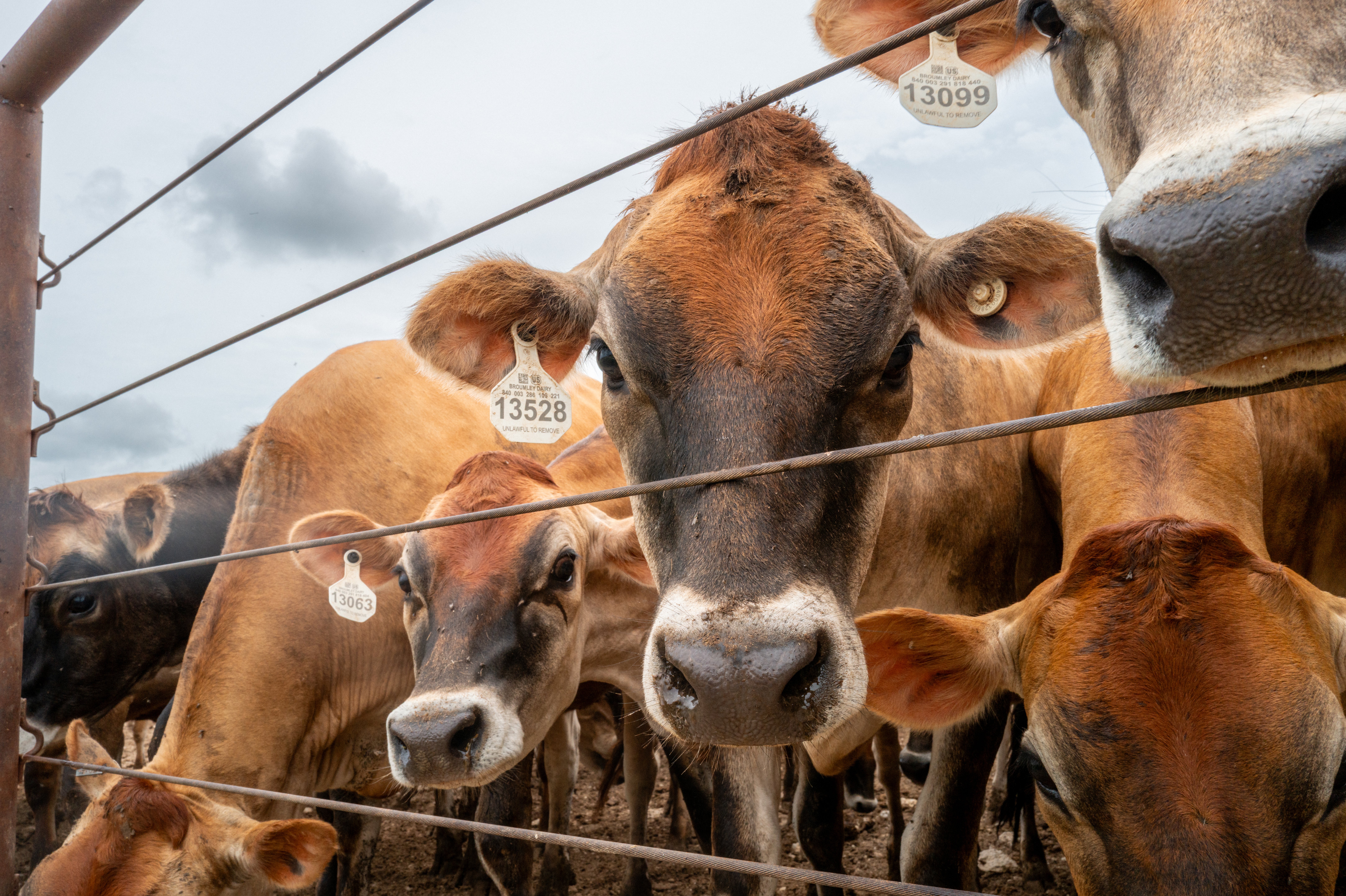 President Donald Trump claimed in an early-morning post that he’s struck a deal to flood the U.S. market with as much as 300,000 tons of beef imported from abroad on Friday