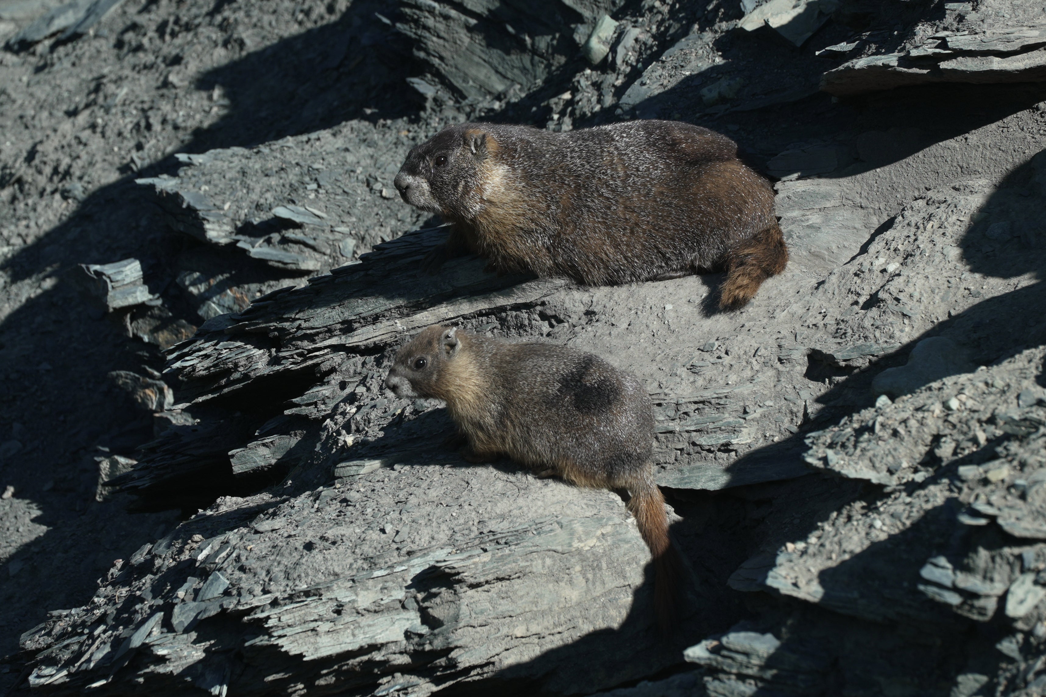 A marmot named 9 sits with one of her pups