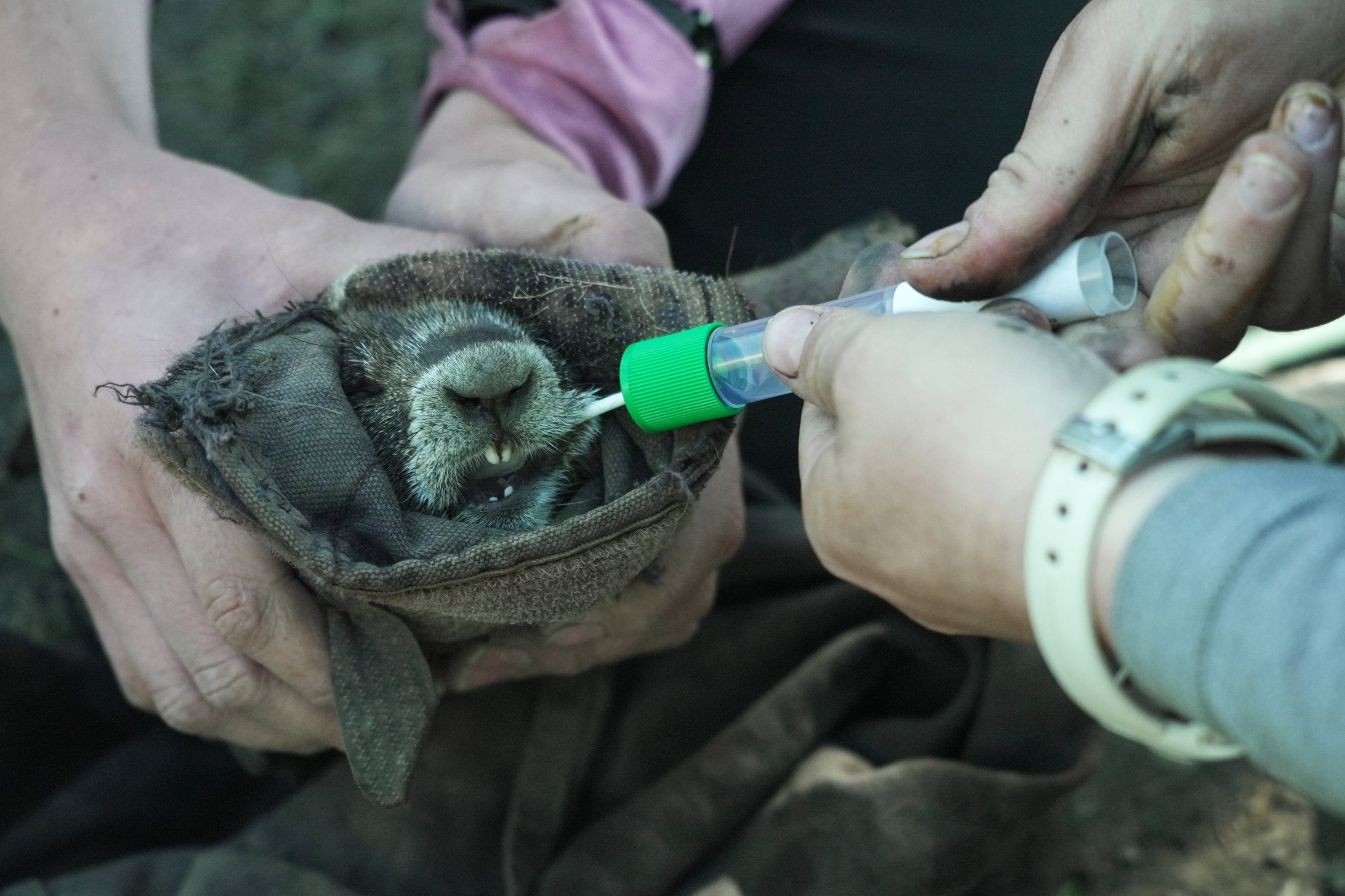 Researchers swab the cheek of a marmot
