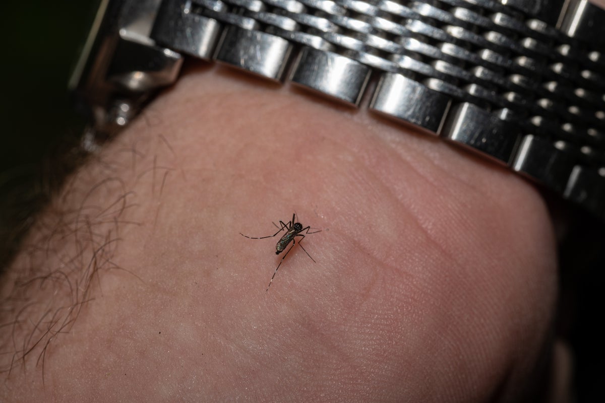 West Nile Virus Cases and Deaths Rise as US Enters Peak Season