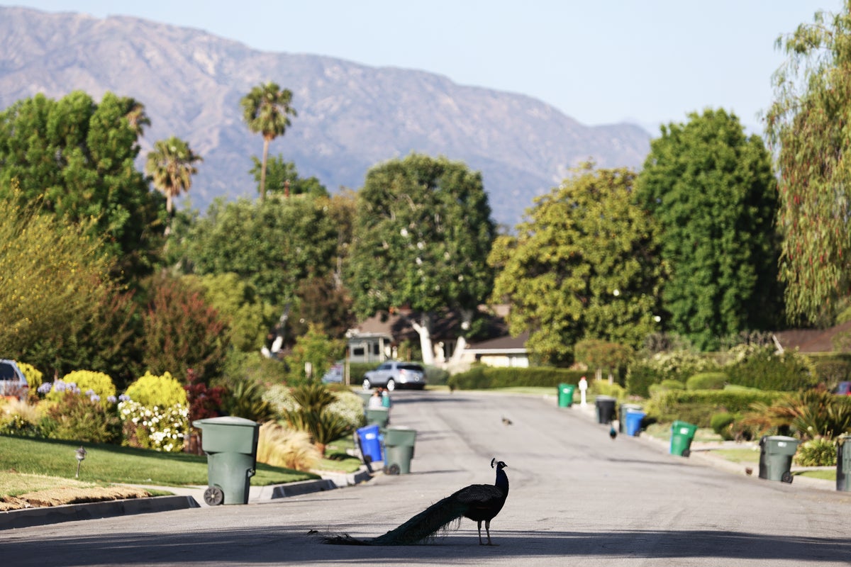 California mailman accused of beating beloved peacock with a rock after it followed him