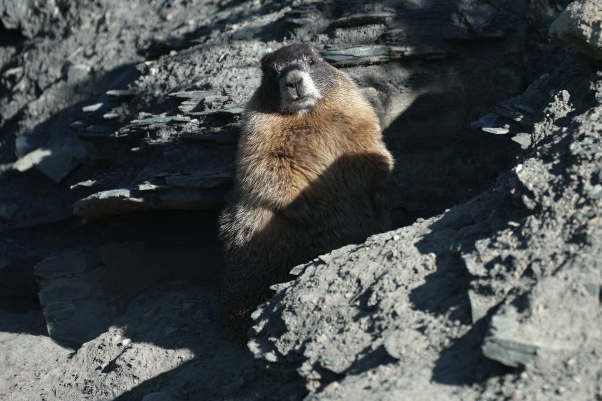 Scientists turn to OnlyFans and ‘Fat Marmot Week’ to fund research after federal cuts