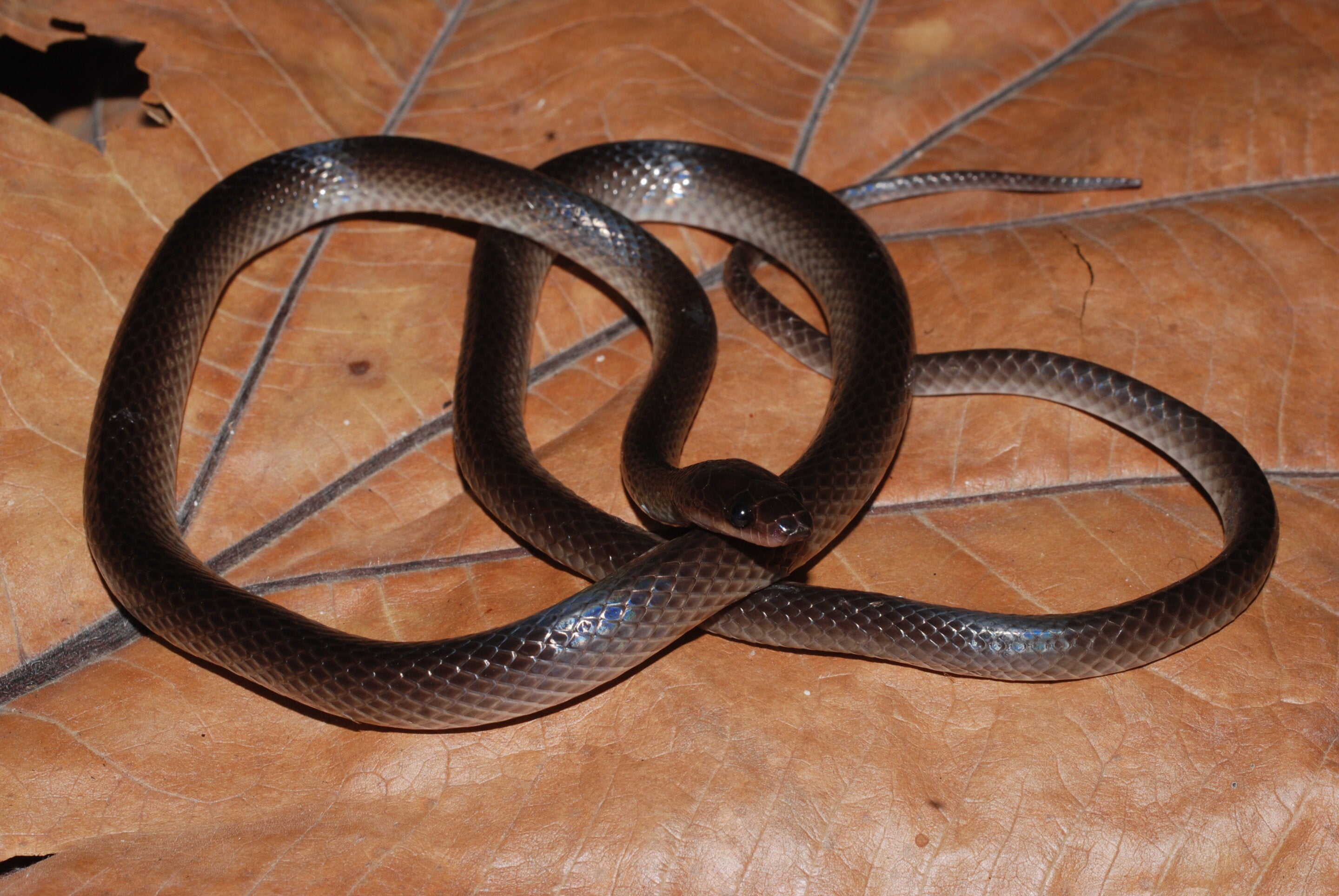 The new species of snake, L. slashi