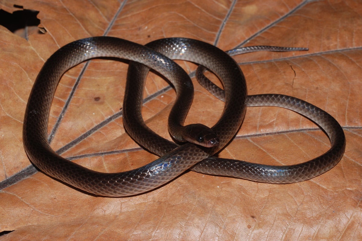 Newly discovered New Guinea snake species named after Guns N’Roses guitarist Slash Newly discovered New Guinea snake species named after Guns N’Roses guitarist Slash