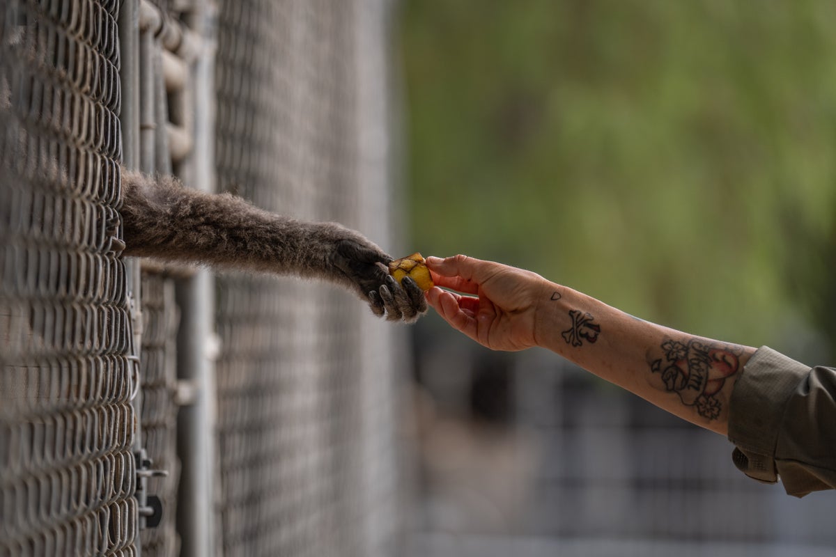 Gibbon Conservation Center Marks 50 Years of Endangered Primate Care