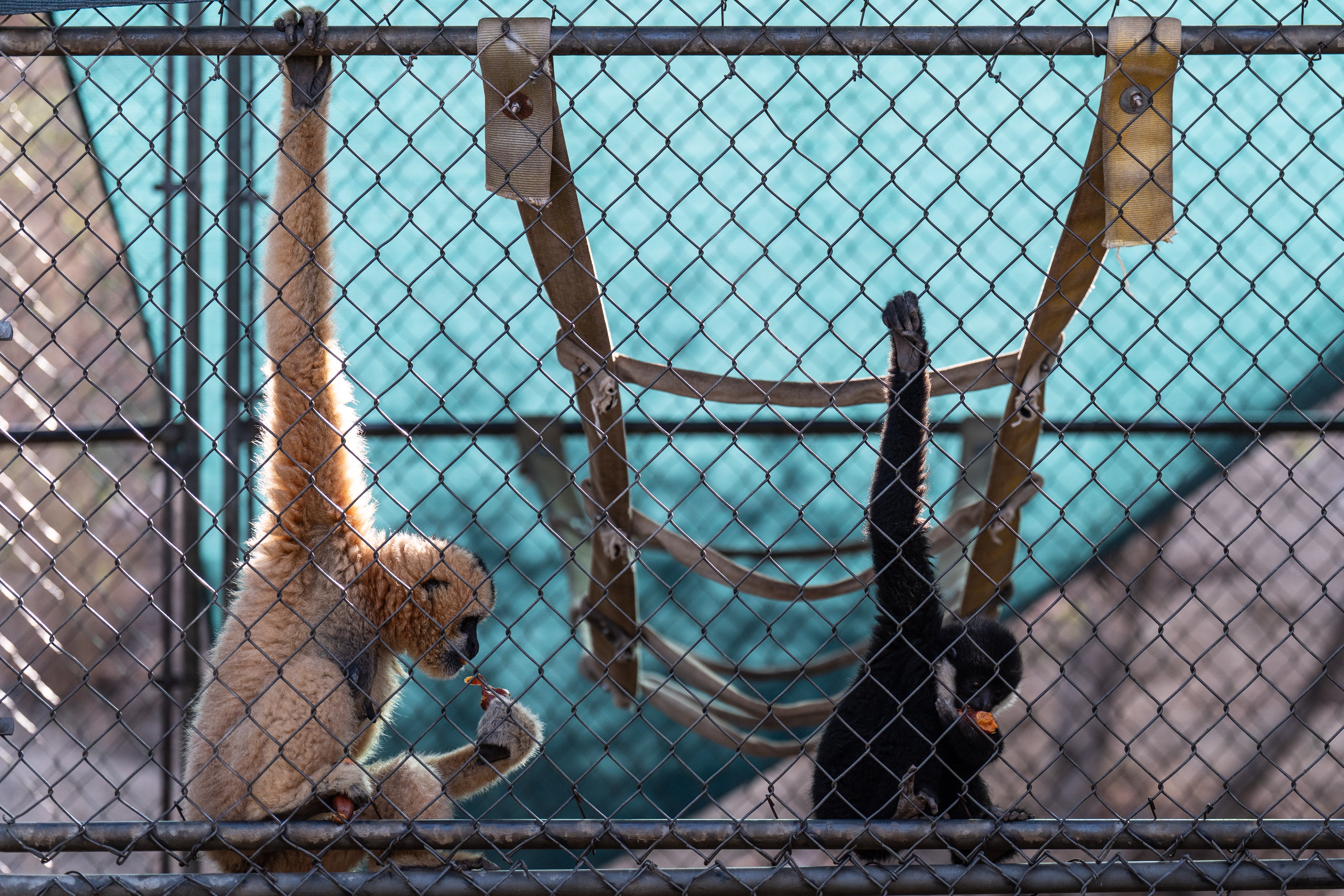 Two gibbons eat in an enclosure at the Gibbon Conservation Center