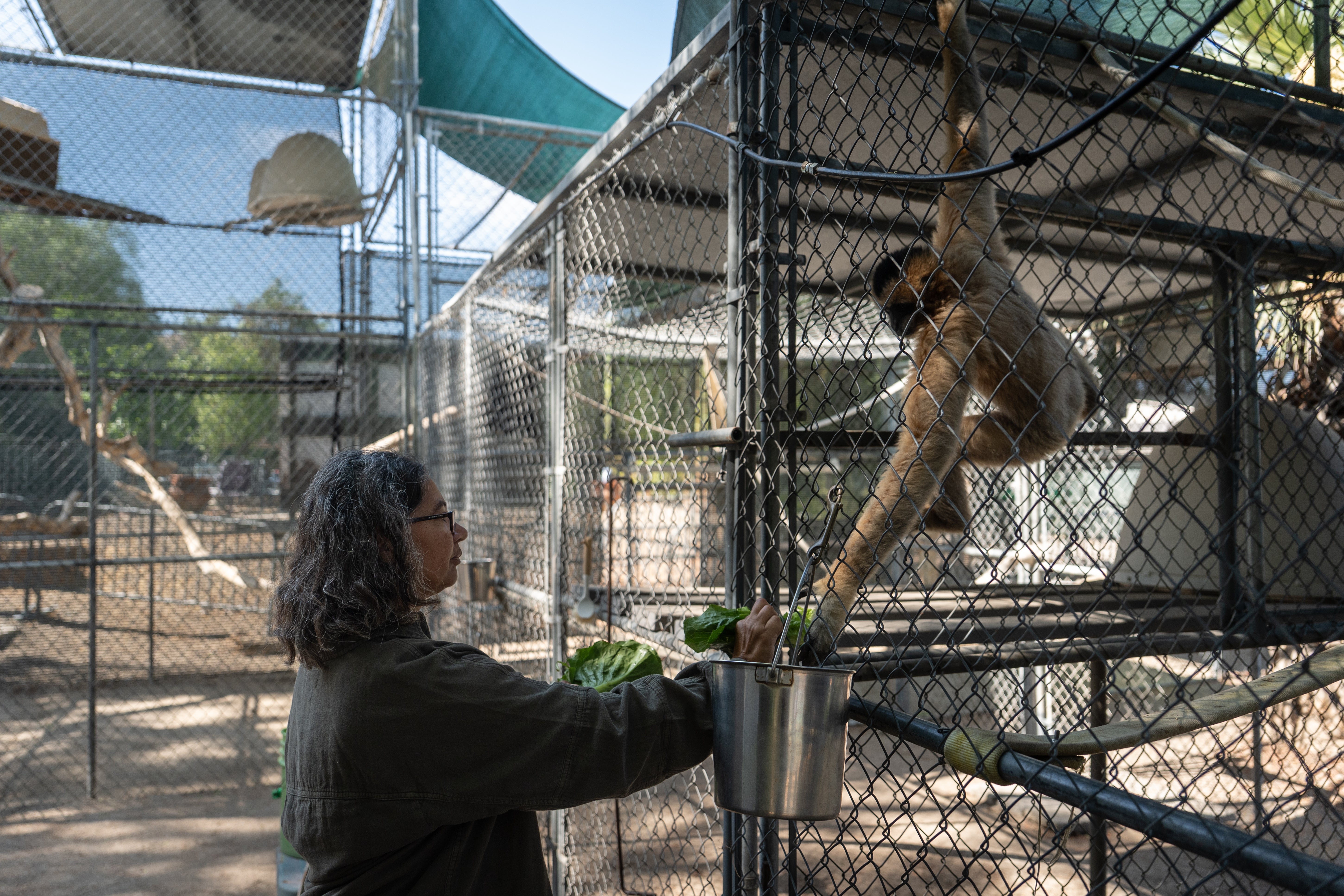 Gibbon Conservation Center director Gabi Skollar feeds one of the little apes