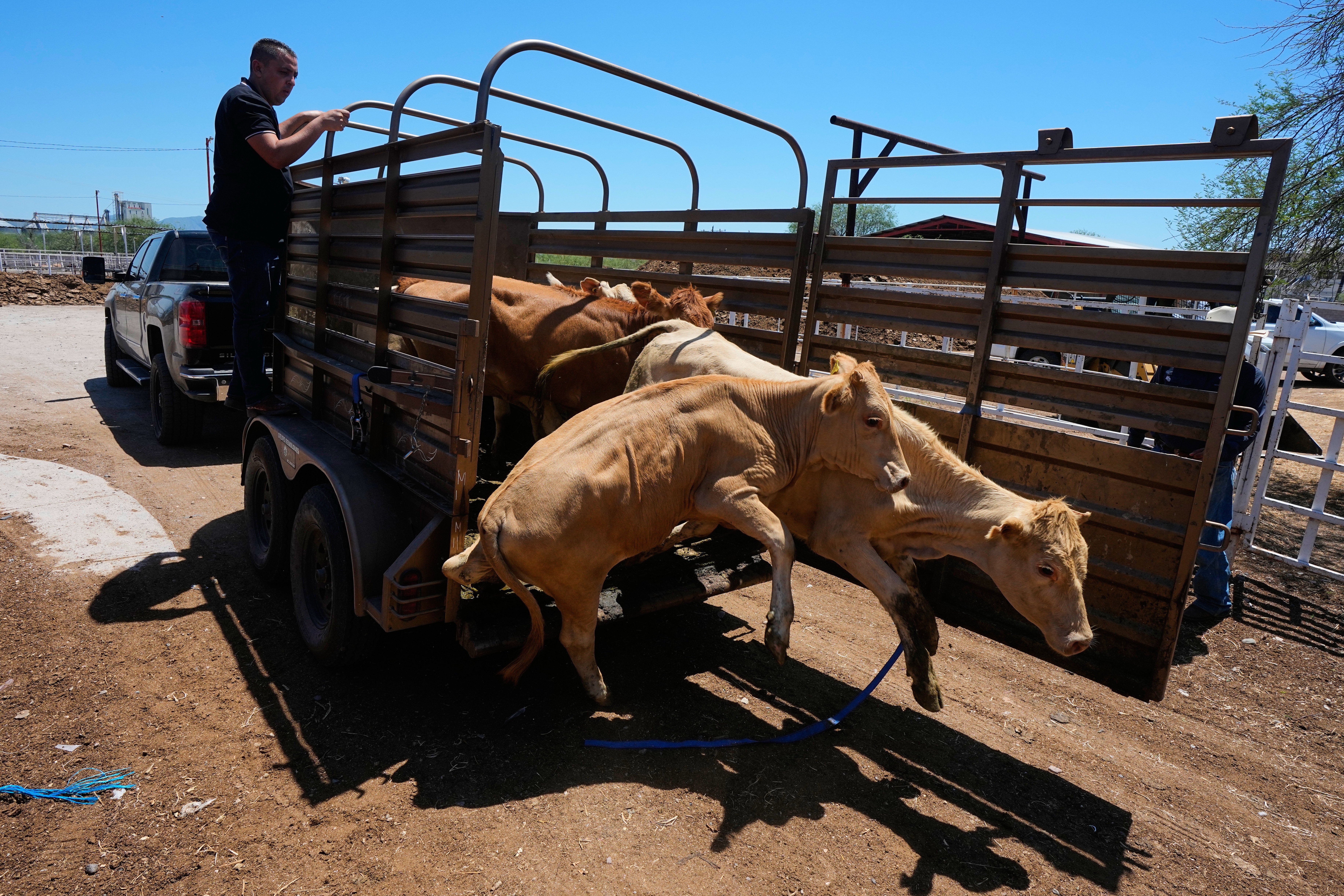 APTOPIX Mexico US Cattle Exports