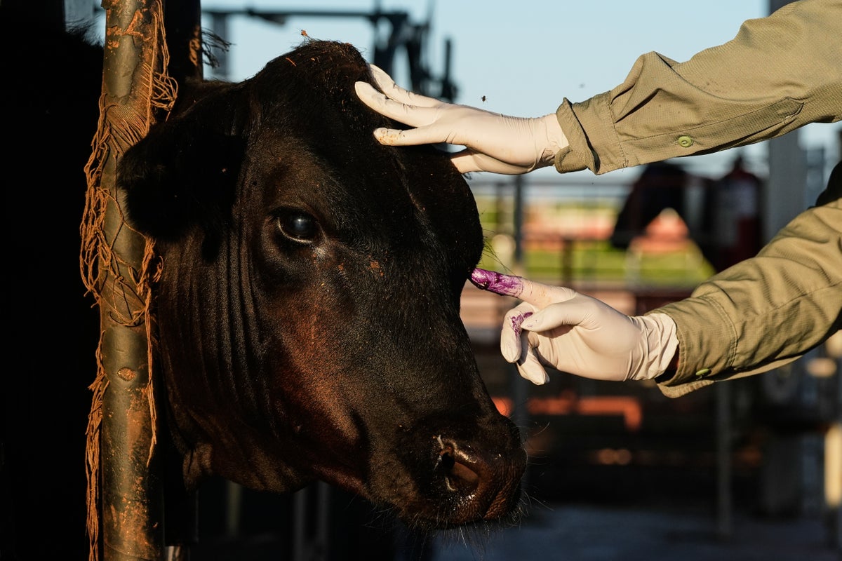 Mexico Resumes Cattle Exports to U.S. Following Yearlong Screwworm Ban