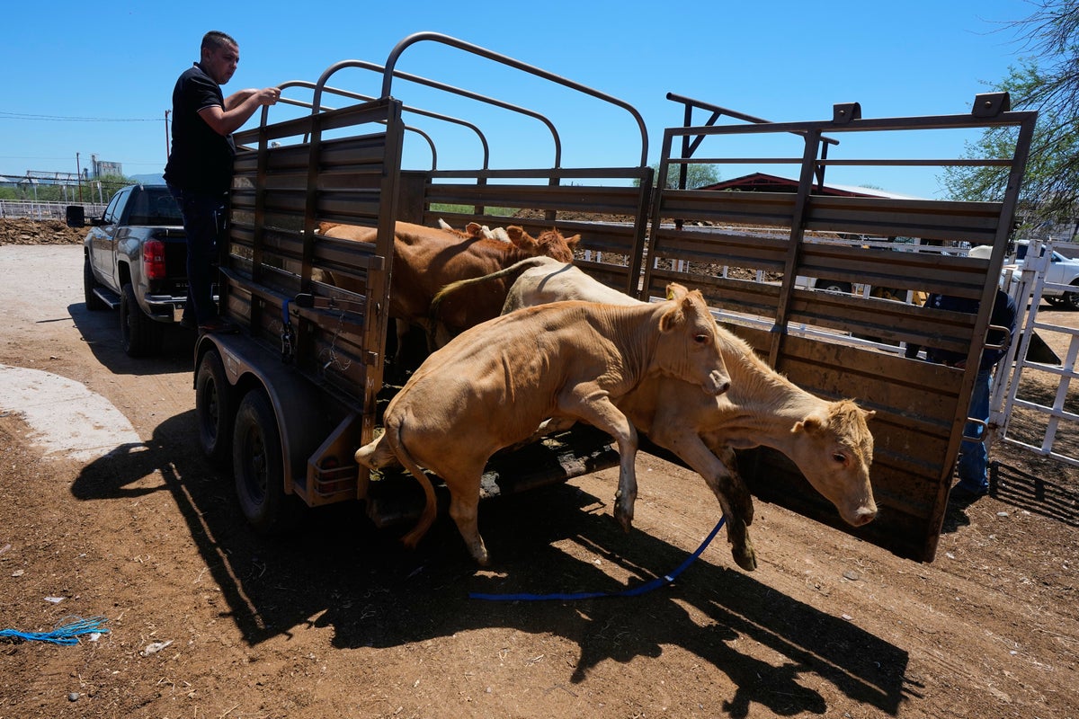 Mexico resumes limited cattle exports to US after screwworm pause, relieving ranchers
