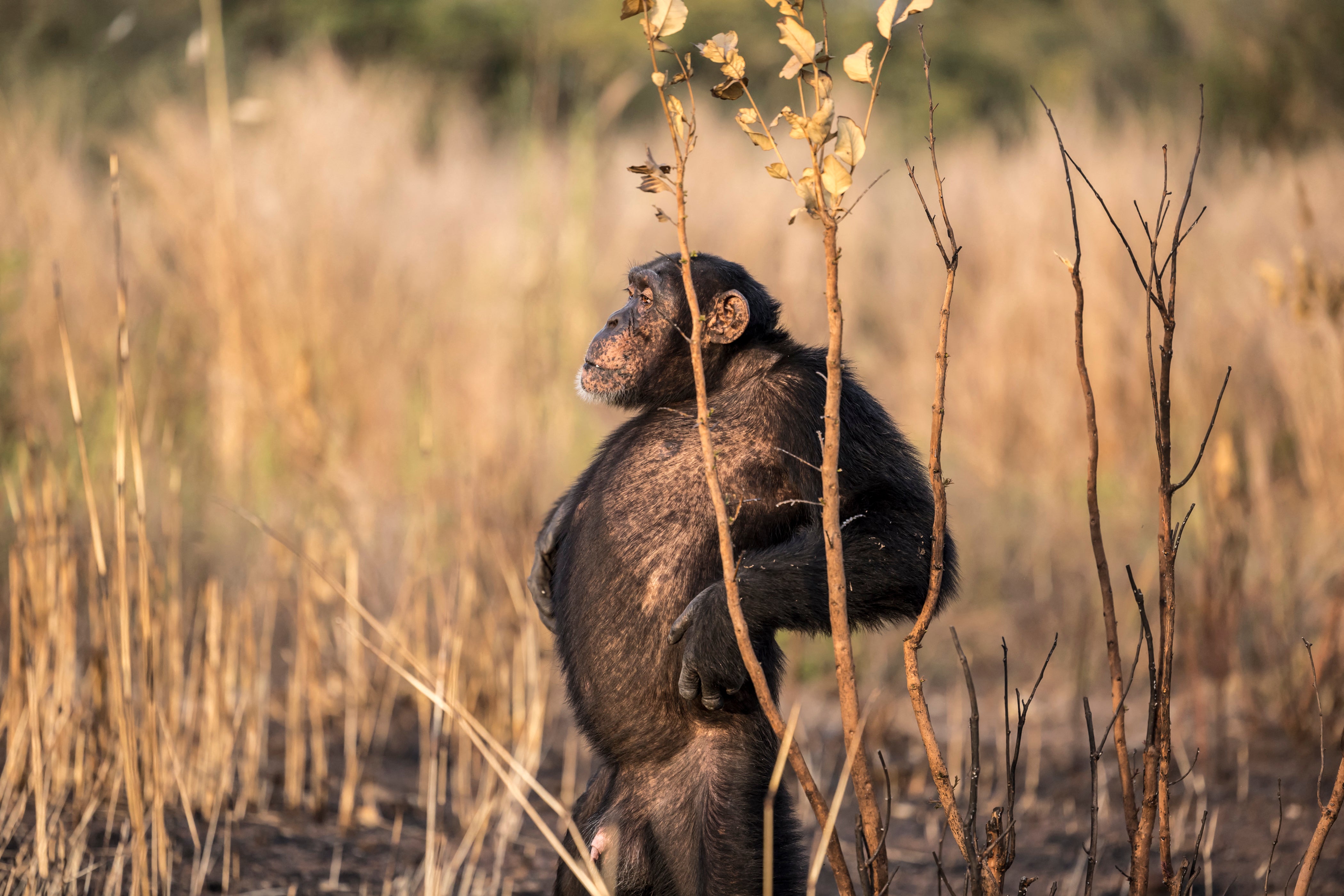 The chin is found in no other mammal
