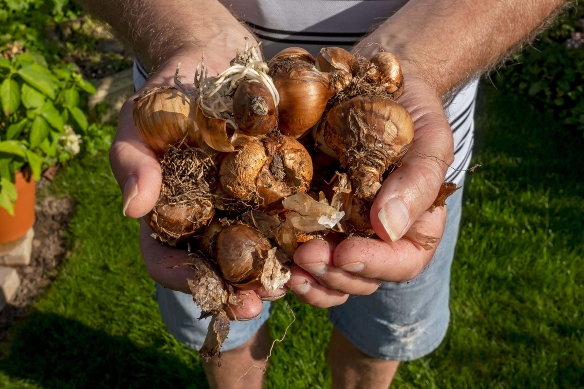 Spring bulbs: Should you leave planting until later? Spring bulbs: Should you leave planting until later?