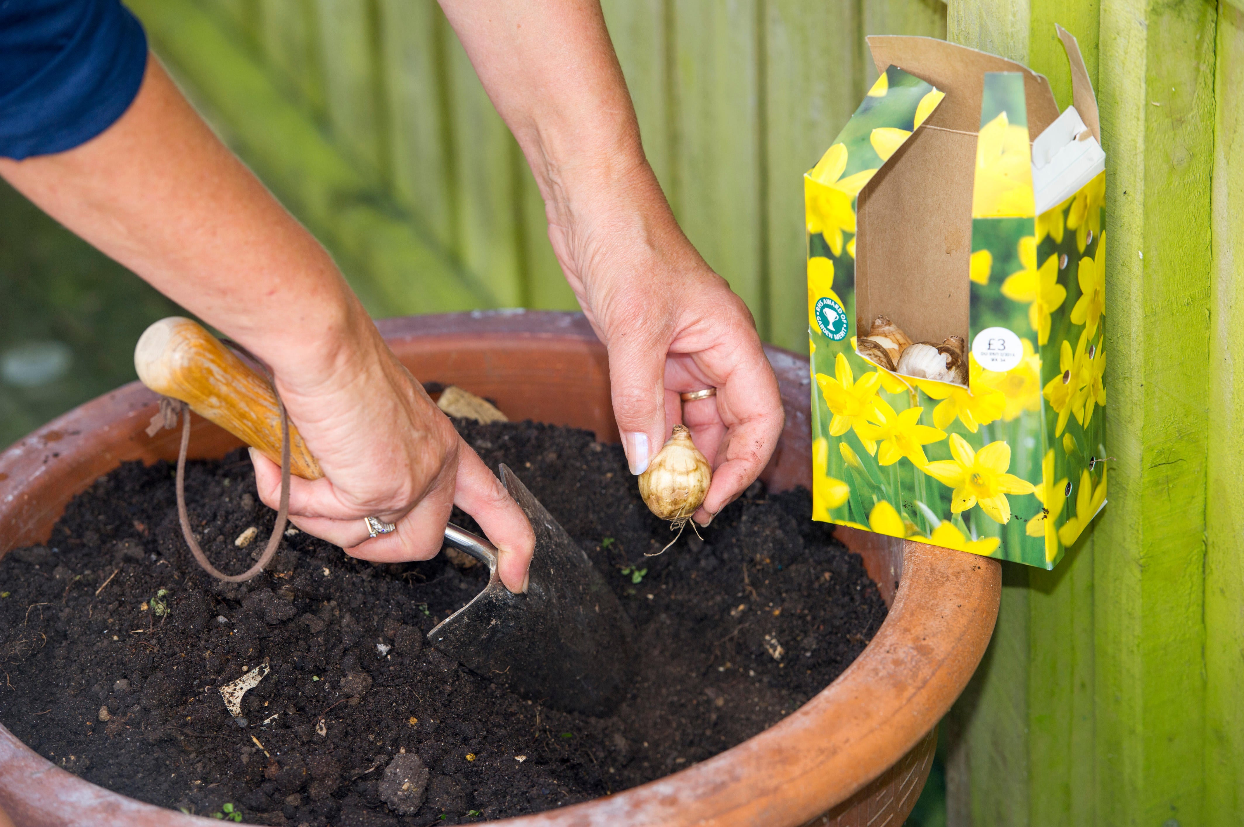 Good candidates for pots include narcissi, crocuses and imperial fritillaries