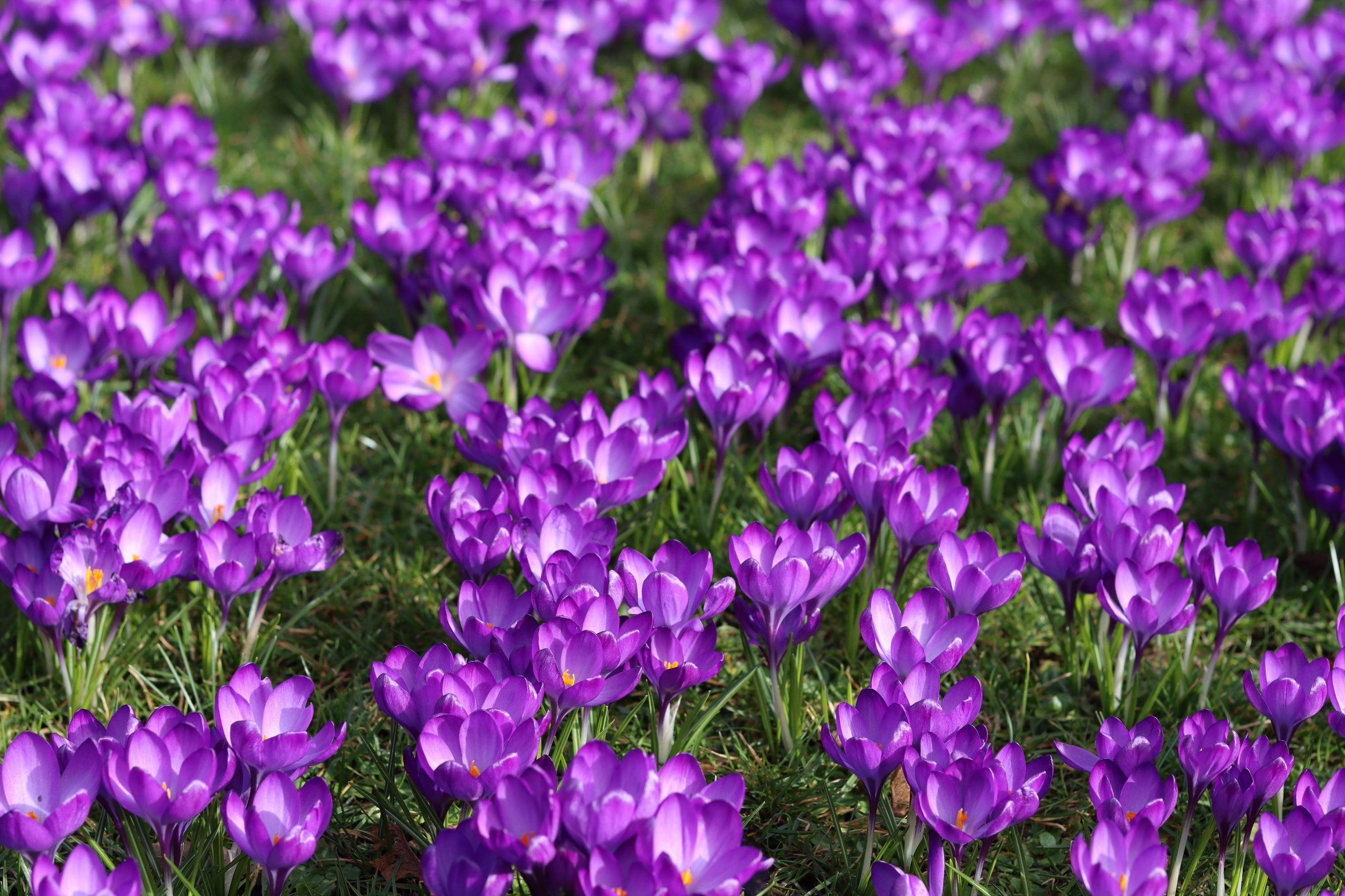 ‘If spring-flowering bulbs have been left in gardens from last year, I would expect very few detrimental effects particularly with the early flowering types such as crocus,’ says Taylor