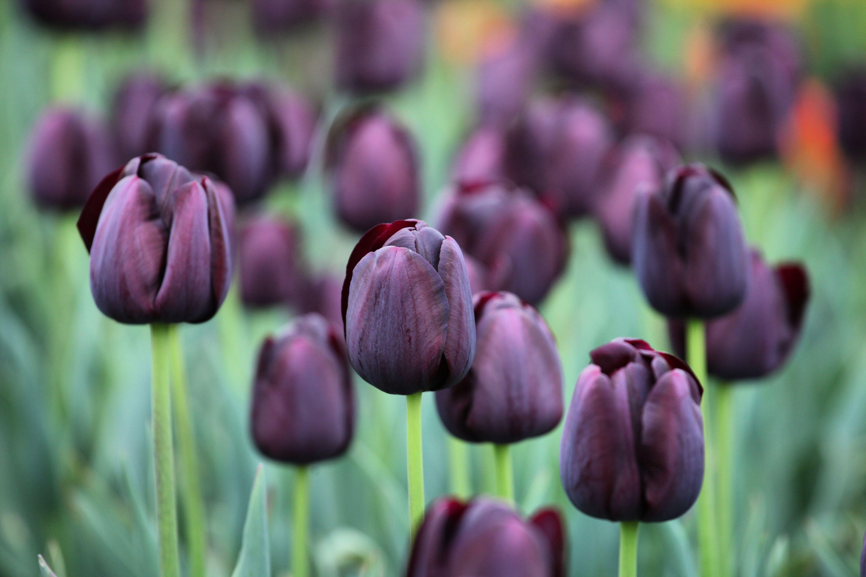 As for tulips, some are more resilient than others when they’ve been left in the ground, such as Tulipa ‘Ballerina’ and ‘Queen of Night’